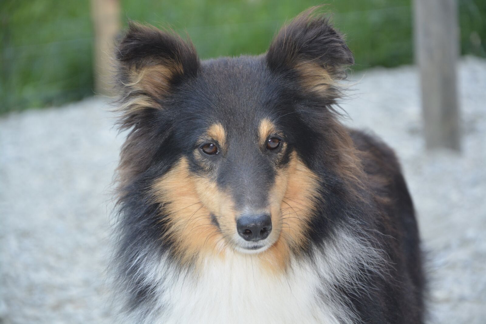 Nikon D5200 sample photo. Dog, shetland sheepdog, portrait photography