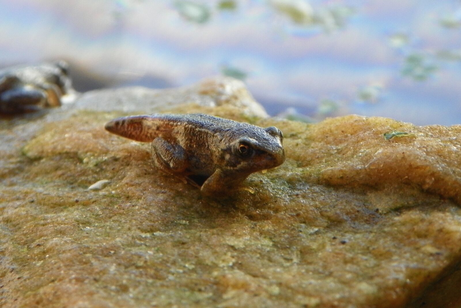 Kodak EasyShare Z981 sample photo. Froglet, frog, european common photography