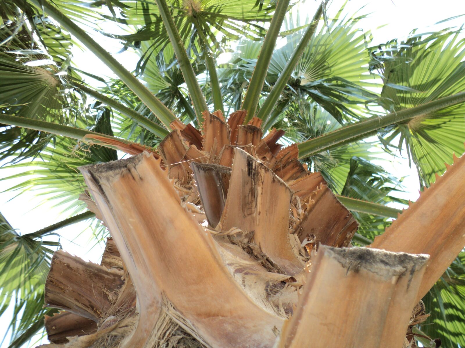 Sony DSC-S2100 sample photo. Palm, branches, trunk photography
