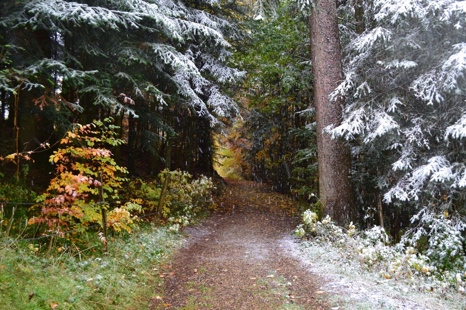 Nikon D3100 sample photo. Autumn, forest, green, nature photography