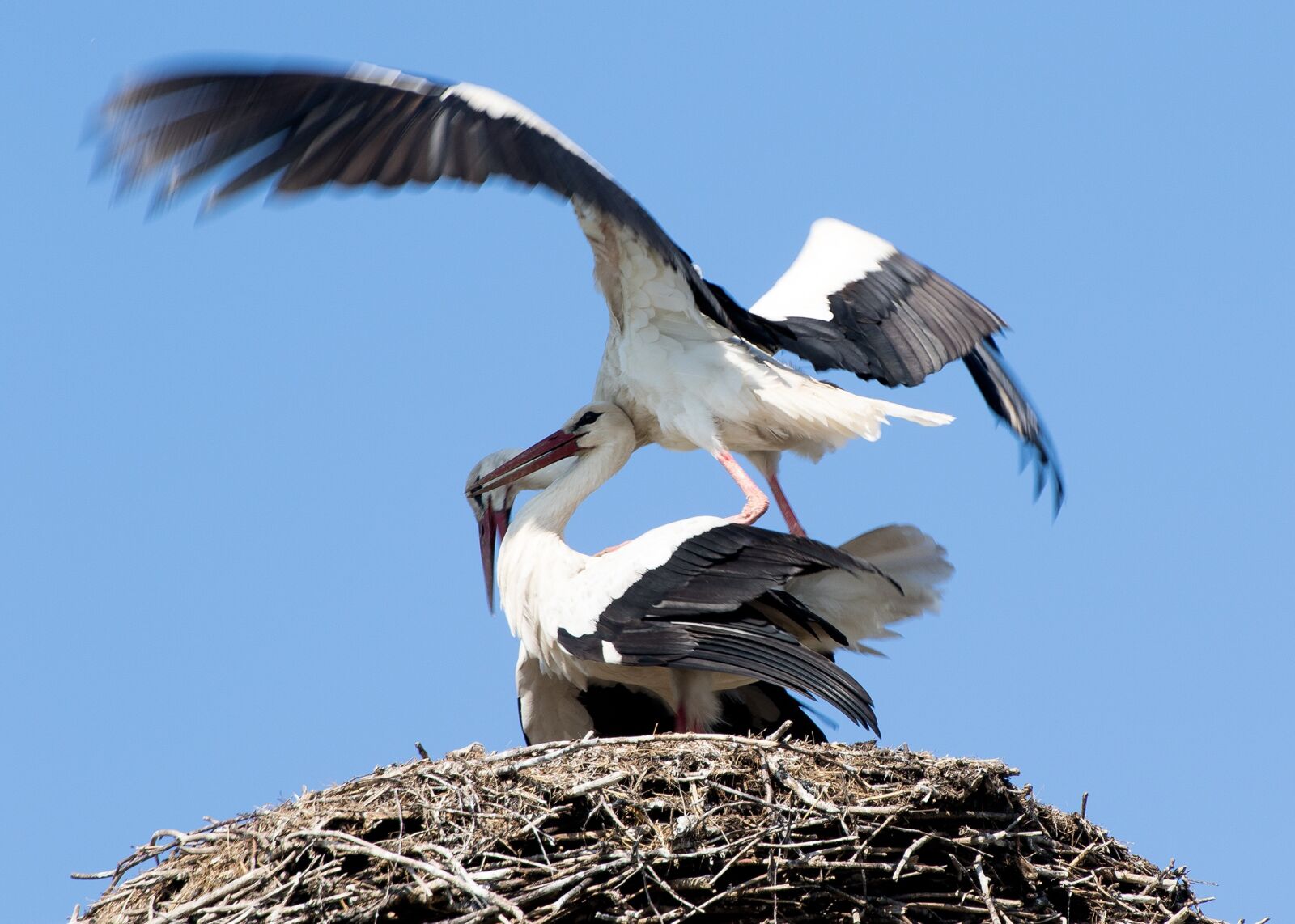 Canon EOS 7D Mark II sample photo. Stork, may, spring photography