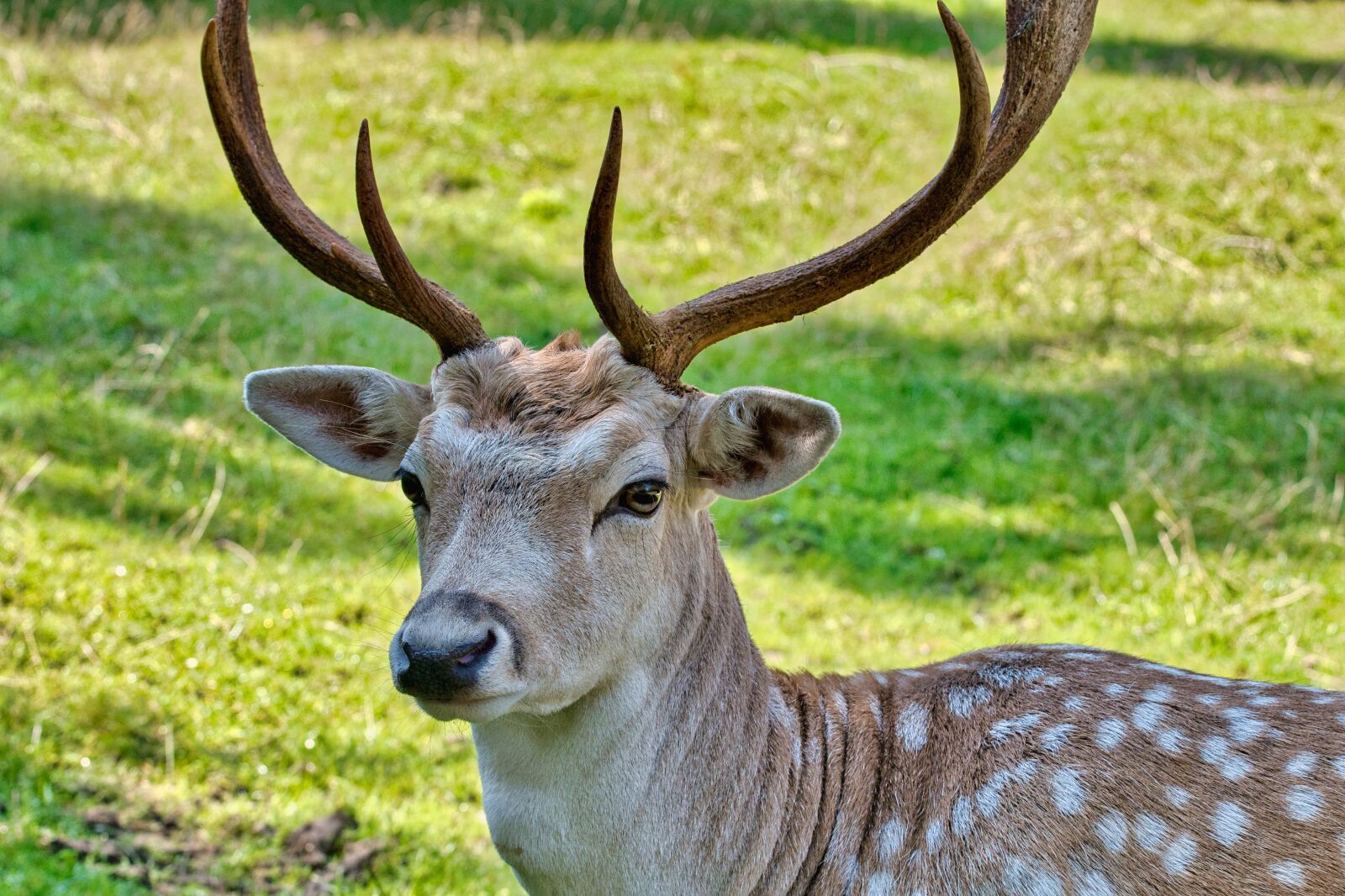 Nikon D7500 sample photo. Fallow deer, deer, animal photography