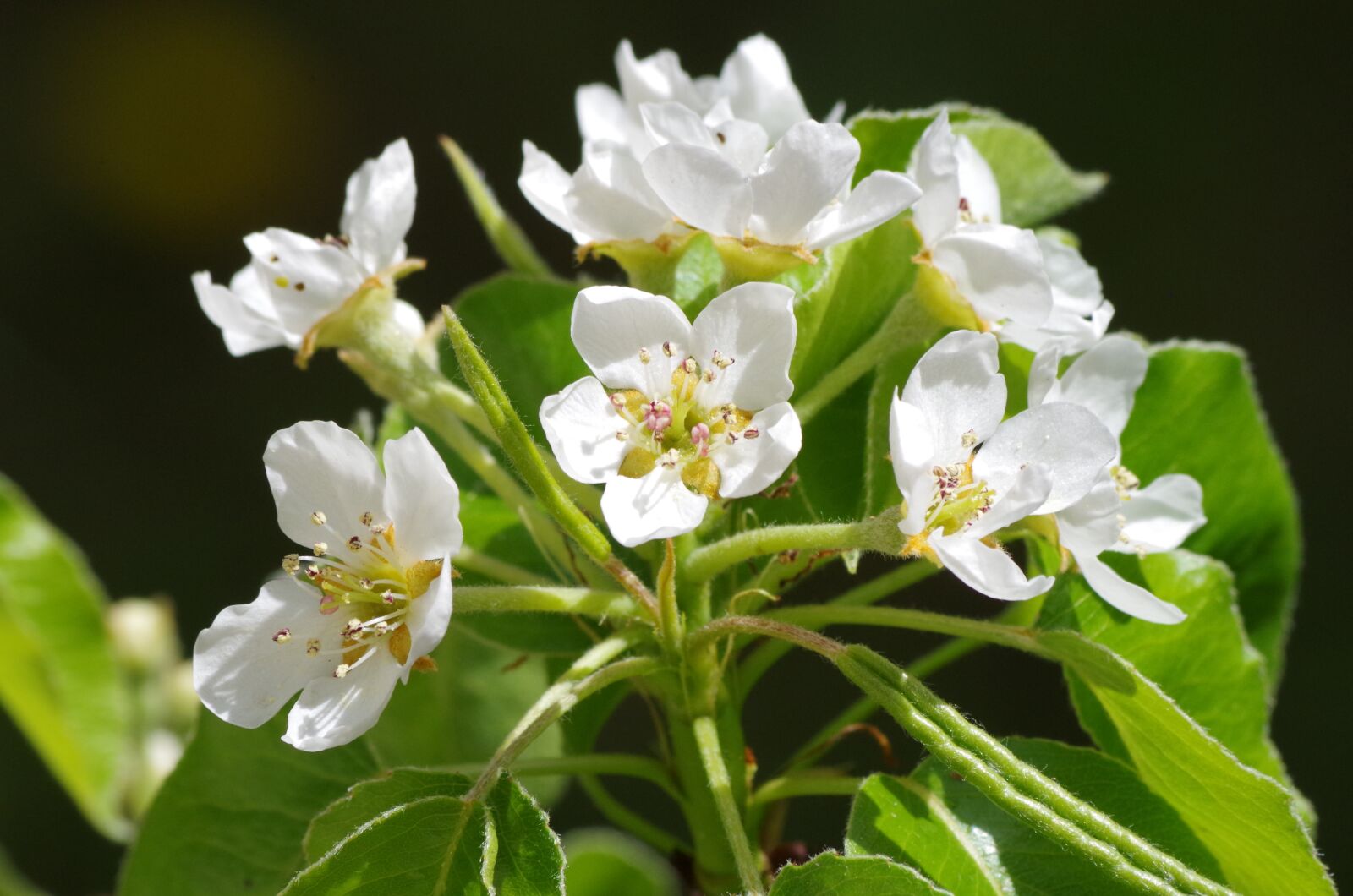Pentax K-50 sample photo. White flowers, flowers of photography
