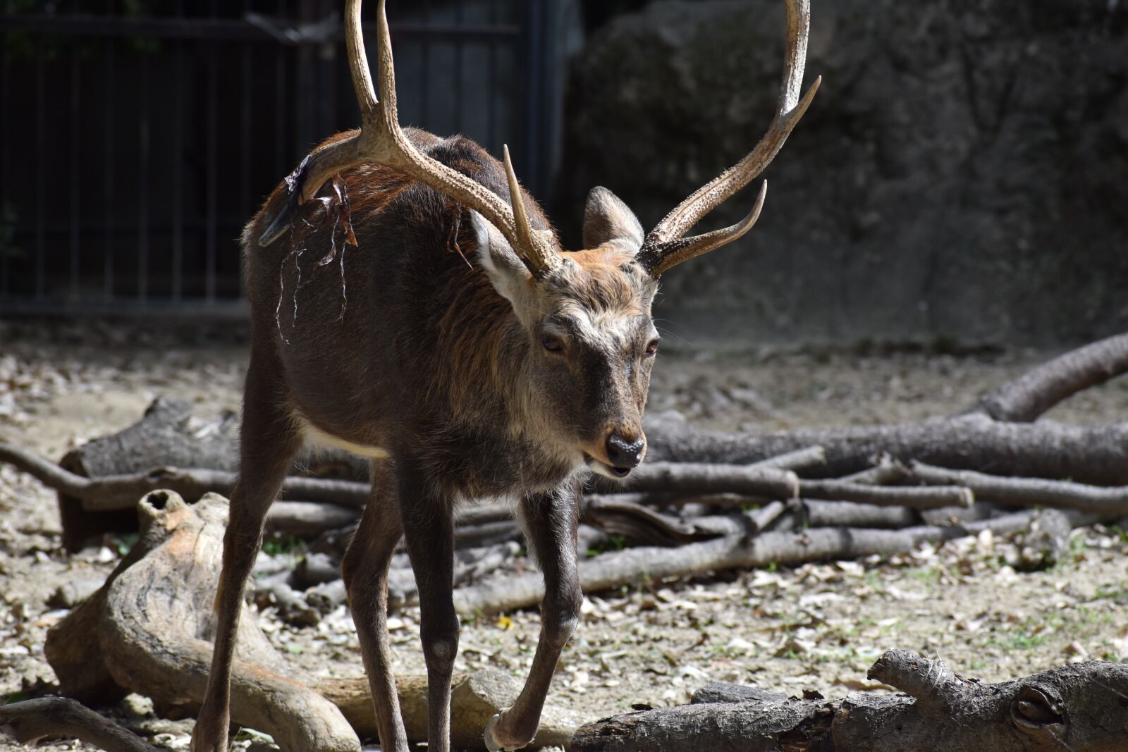 Nikon D5600 sample photo. Zoo, animal, deer photography