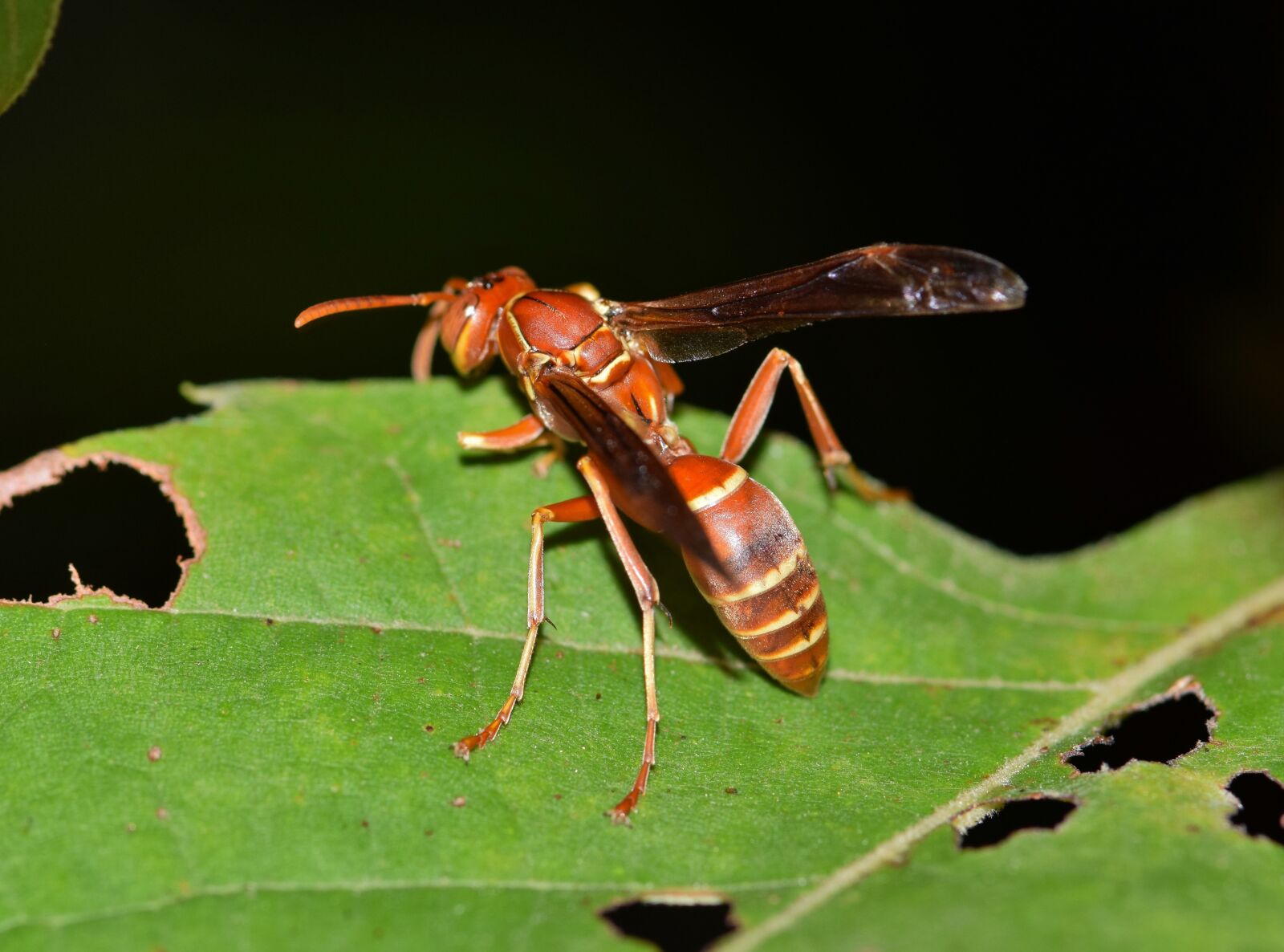 Nikon D5300 sample photo. Wasp, paper wasp, umbrella photography