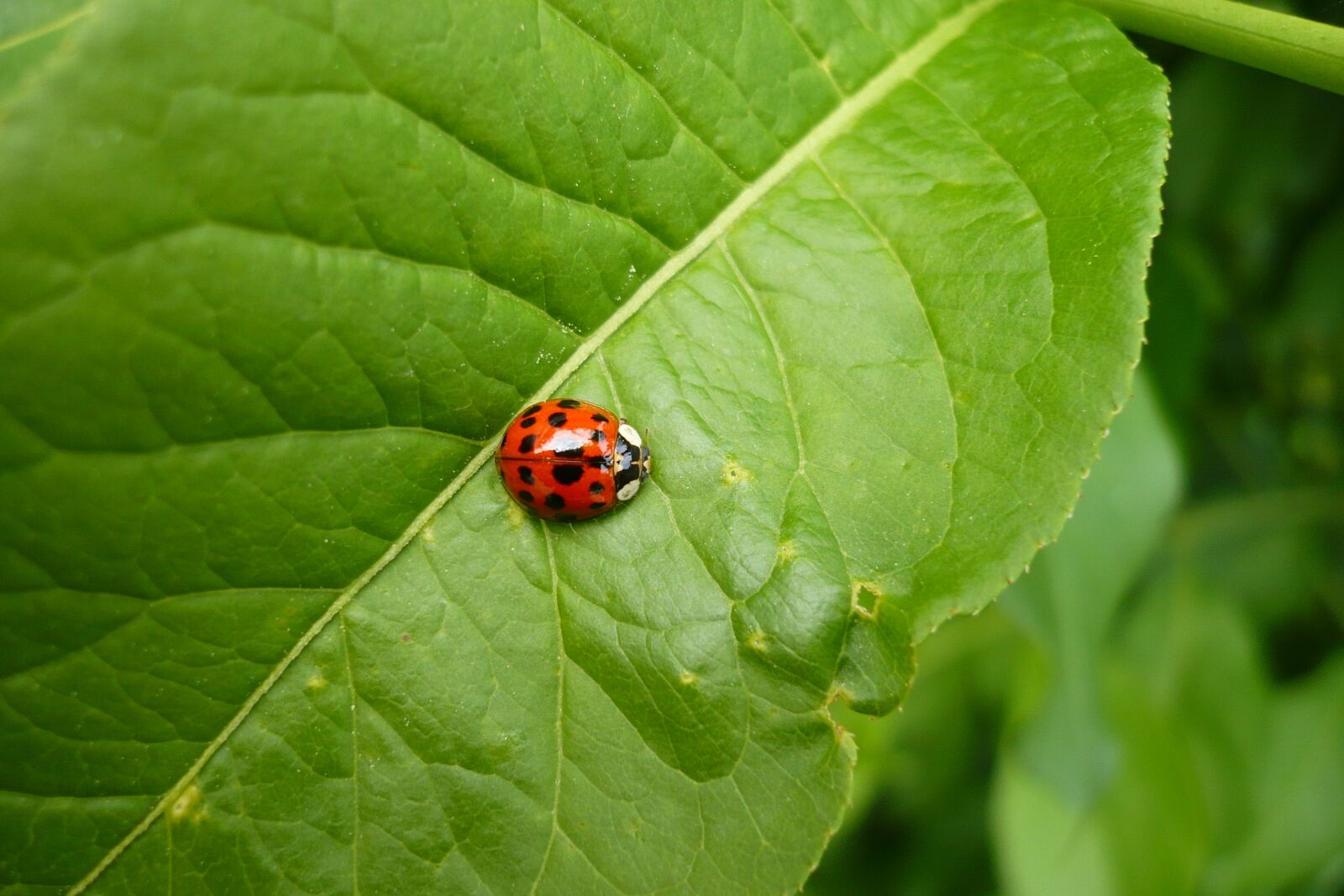 Panasonic DMC-FX12 sample photo. Ladybug, red, green photography