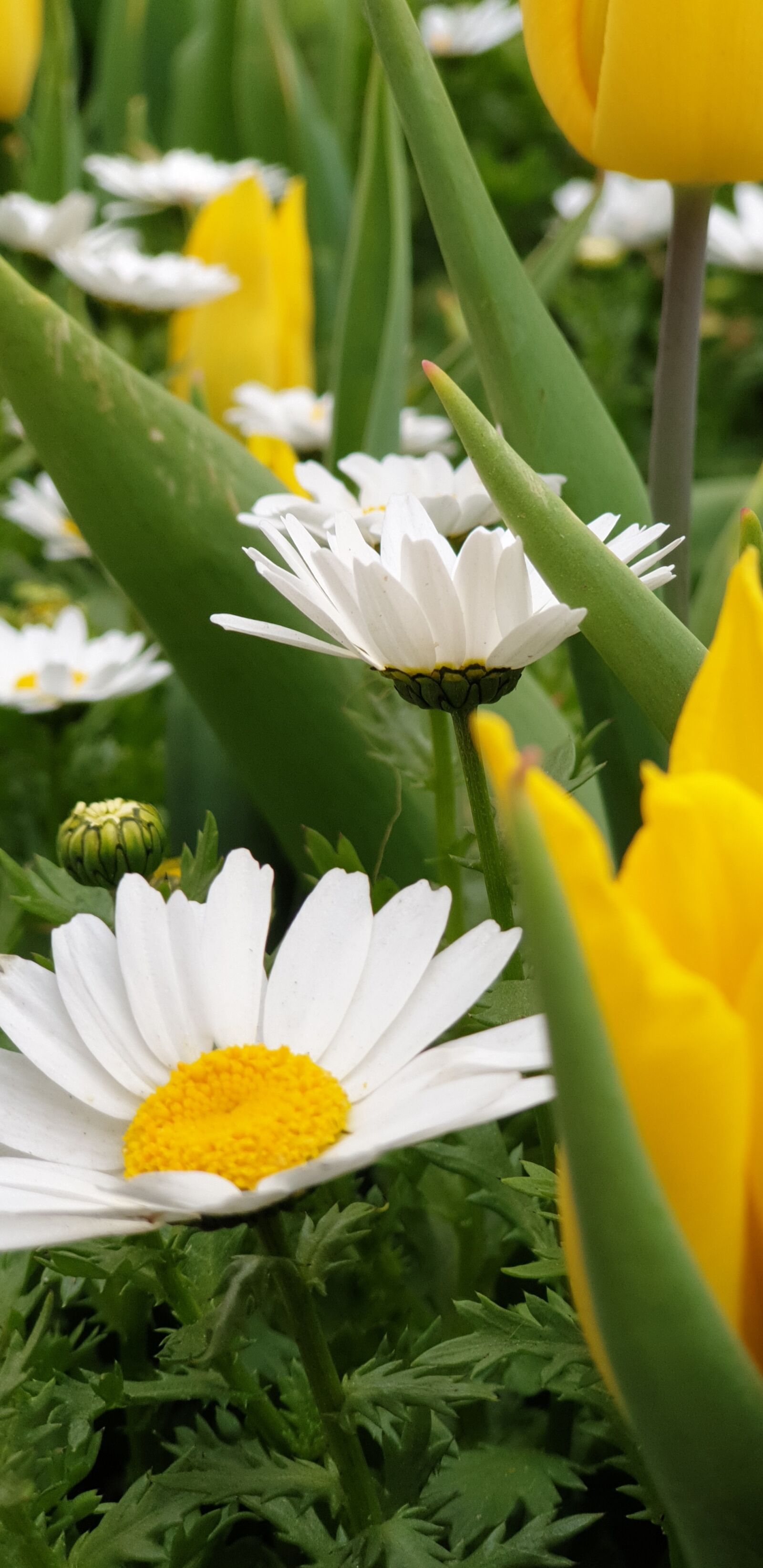 Samsung Galaxy S9+ sample photo. Backround, flower, naturale photography