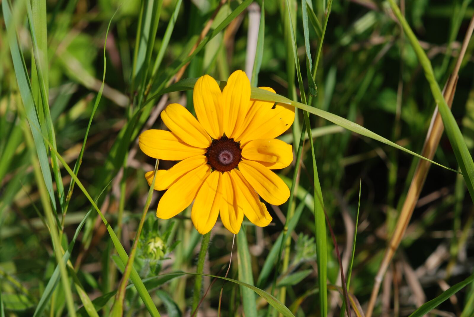 Nikon D80 sample photo. Flower, single, yellow photography