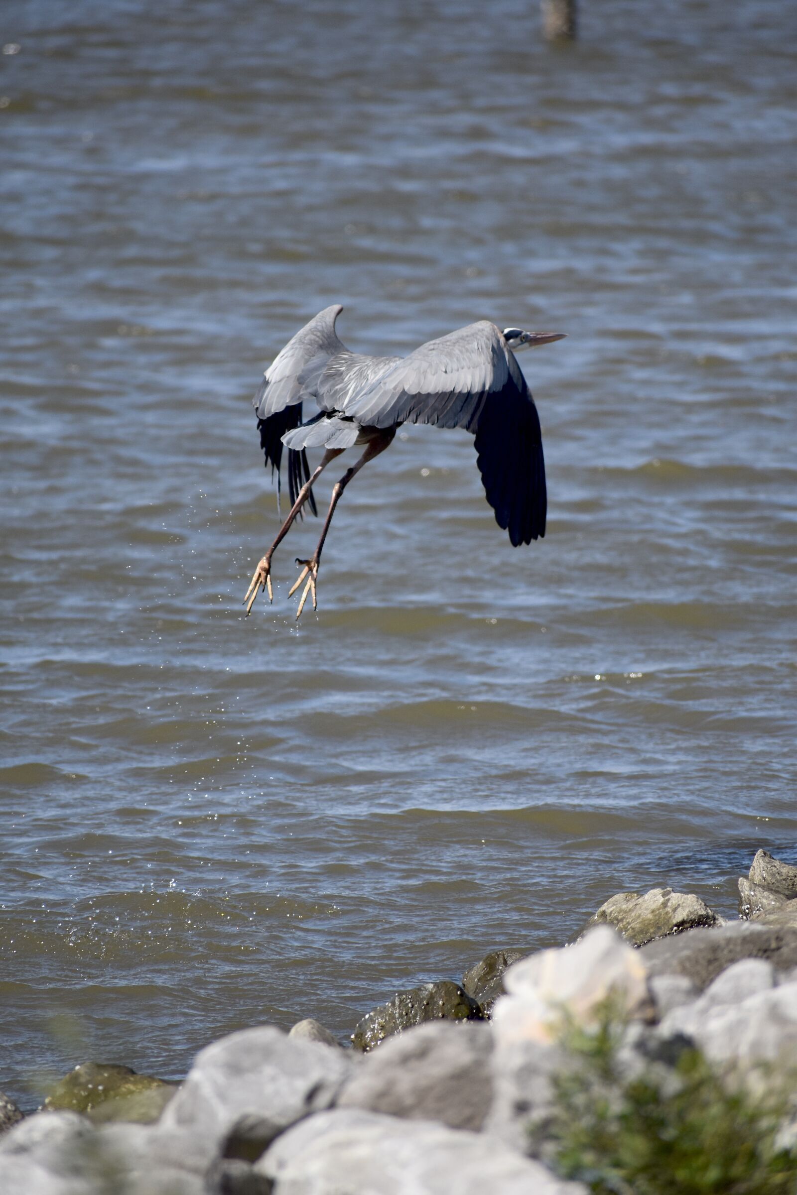 Nikon D5600 sample photo. Take-off, bird, nature photography