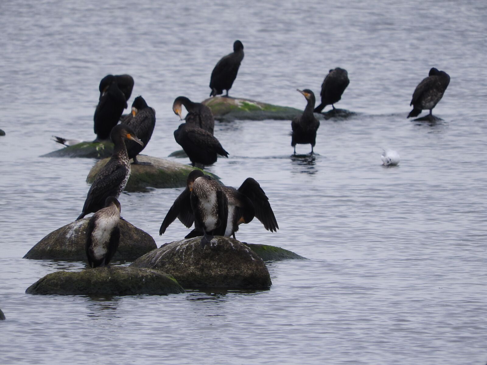 Nikon Coolpix P610 sample photo. Cormorant, covey, birds photography