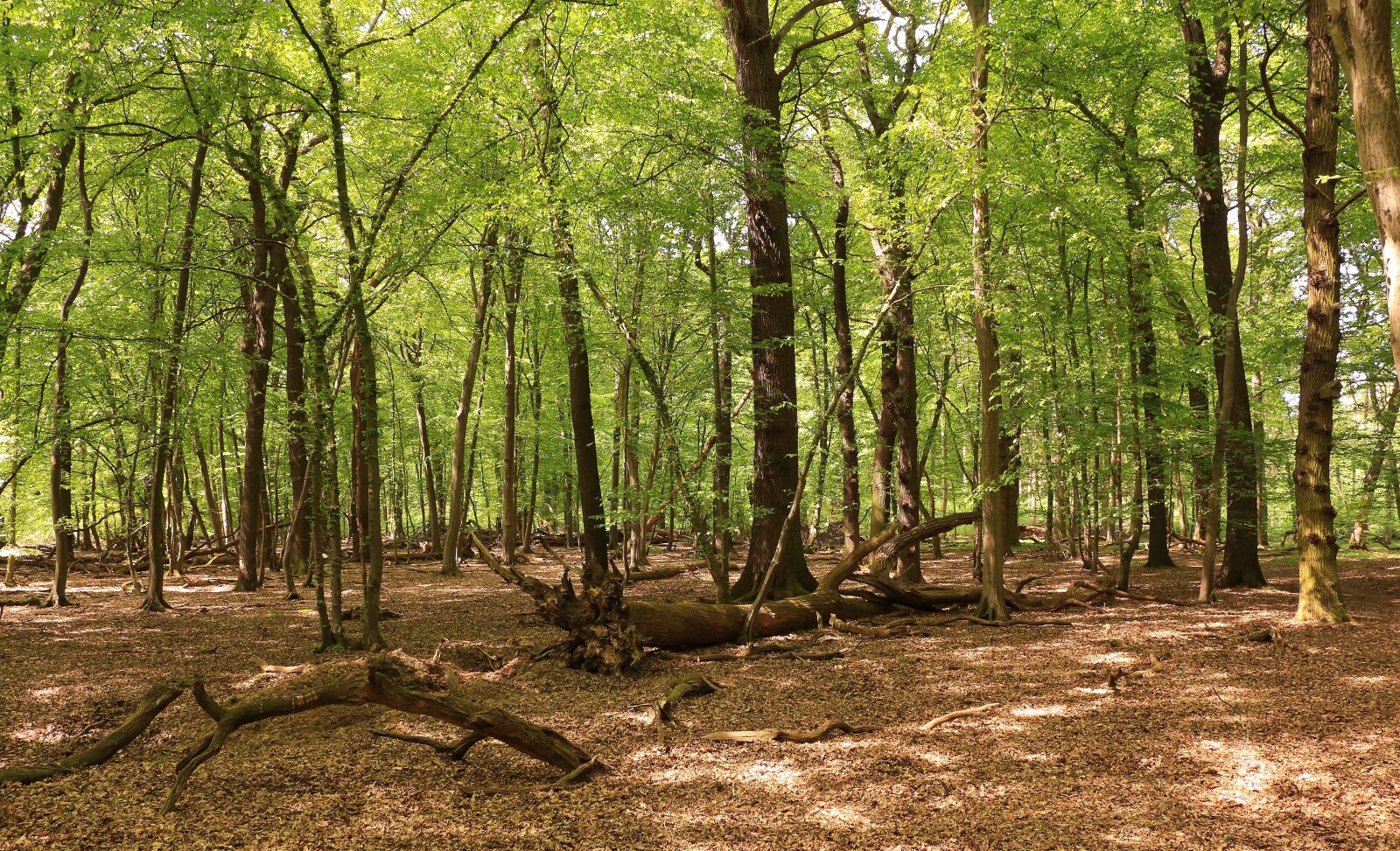 Canon EOS 700D (EOS Rebel T5i / EOS Kiss X7i) sample photo. Forest, trees, beech wood photography