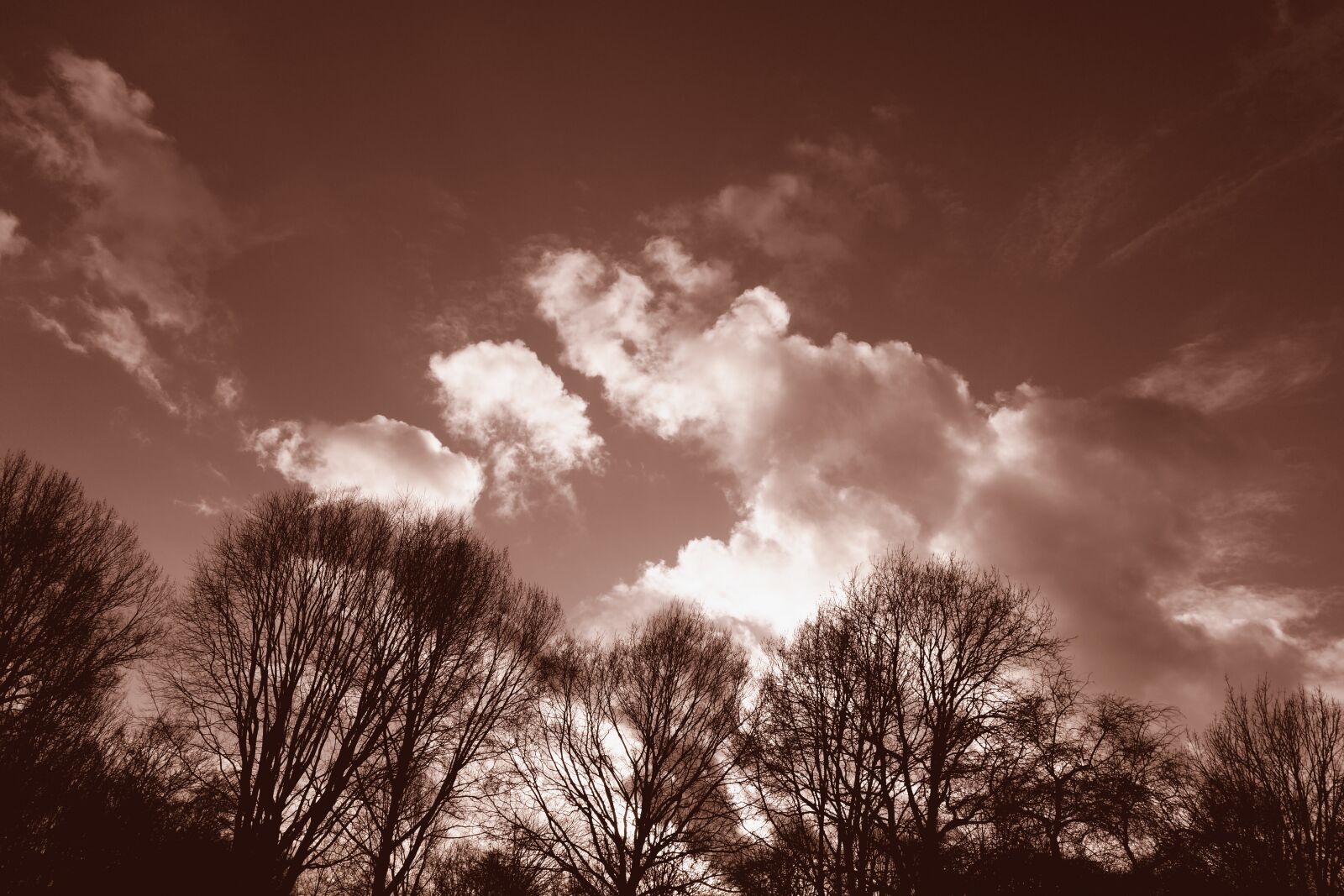 Sony Cyber-shot DSC-RX100 sample photo. Trees, branches, silhouettes photography