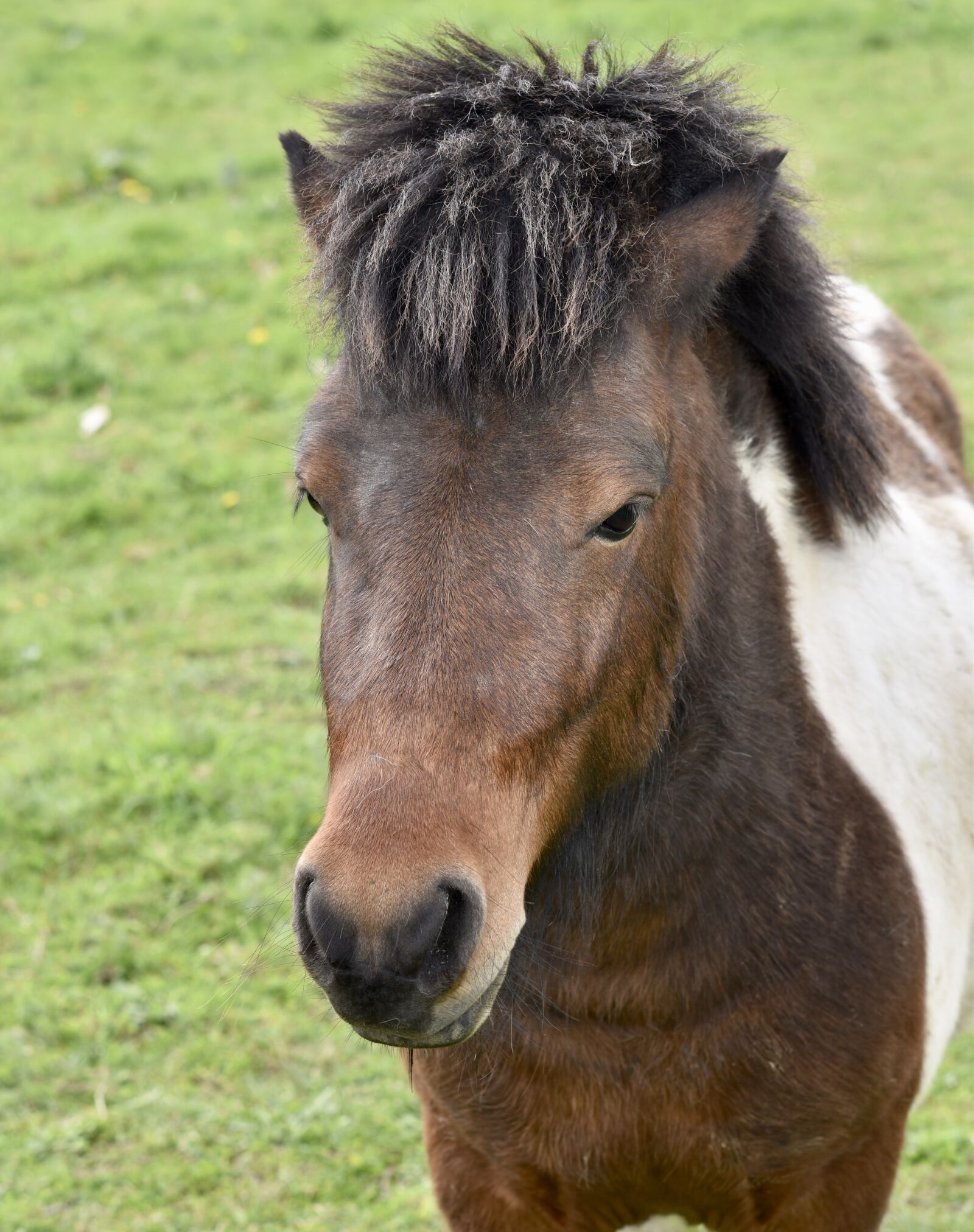 Nikon D5600 sample photo. Shetland pony, pony, portrait photography
