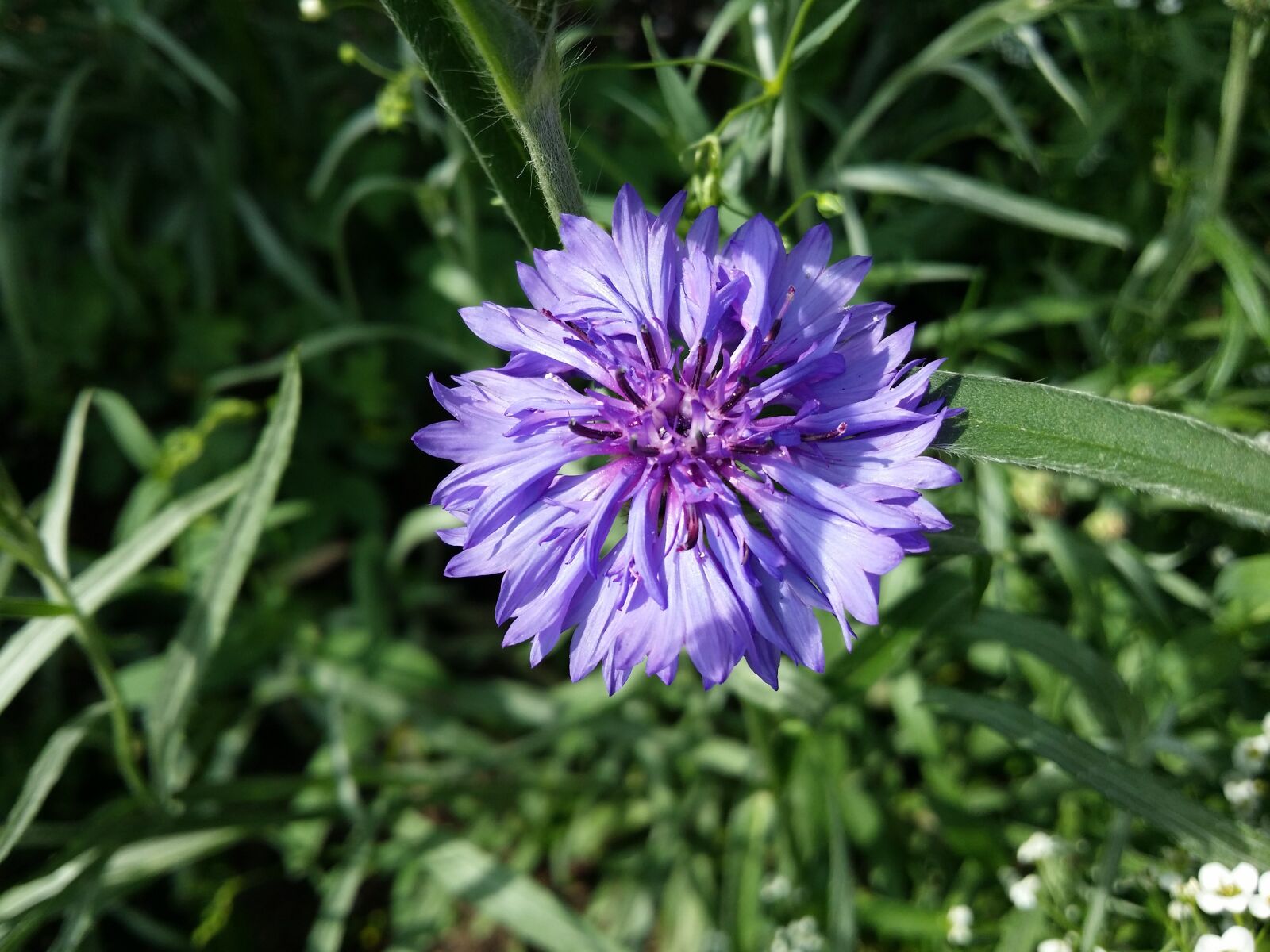 Samsung Galaxy S4 sample photo. Cornflower, flower, blue blossom photography
