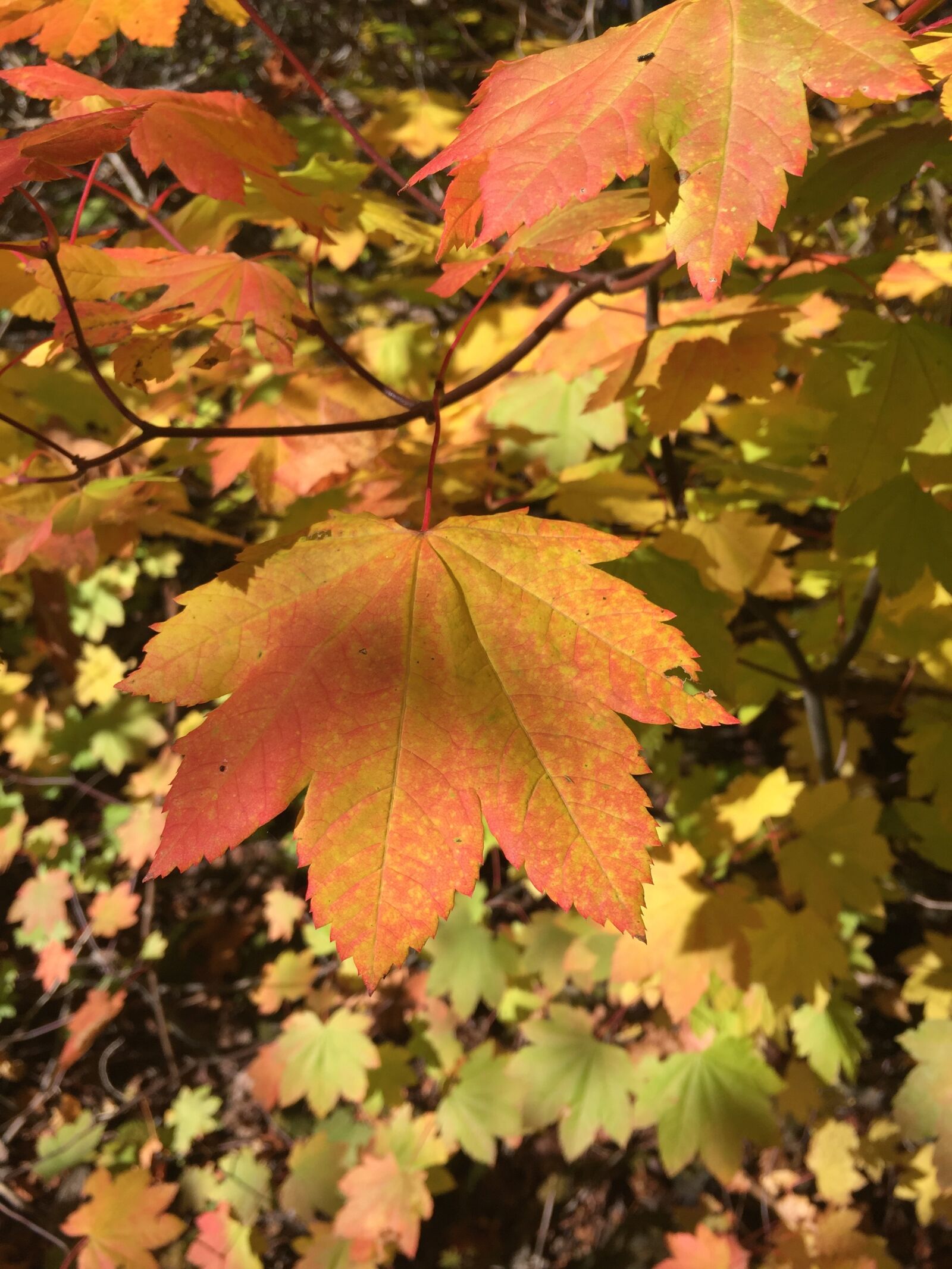 Apple iPhone 6 sample photo. Vine maple, leaf, autumn photography