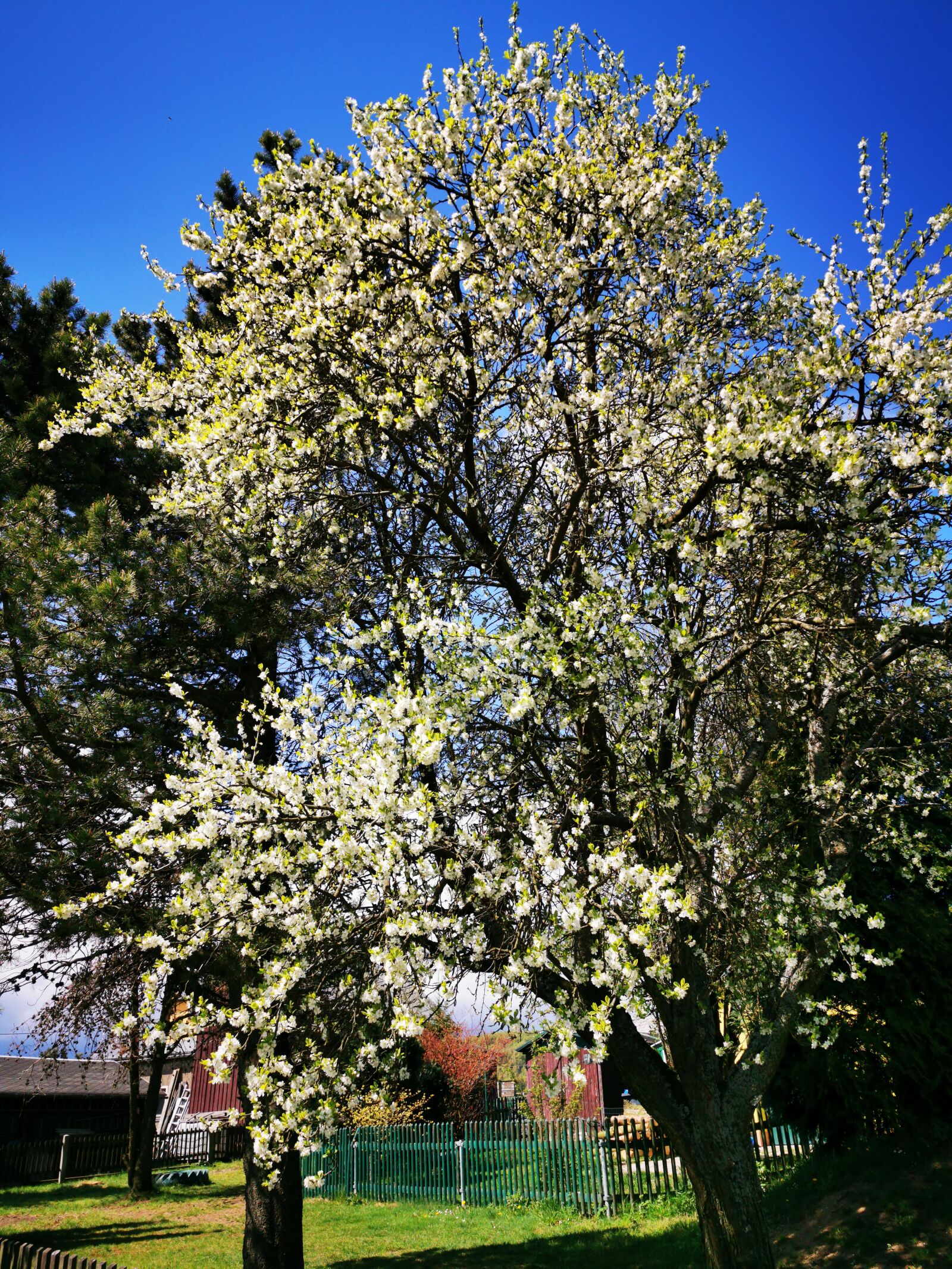 HUAWEI P30 Pro sample photo. Plum tree, blossom, bloom photography