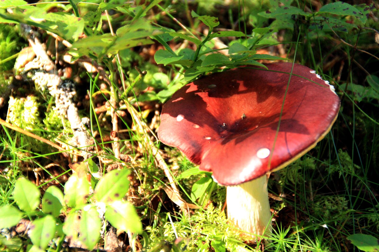 Canon EOS 450D (EOS Rebel XSi / EOS Kiss X2) sample photo. Mushroom, forest, autumn photography