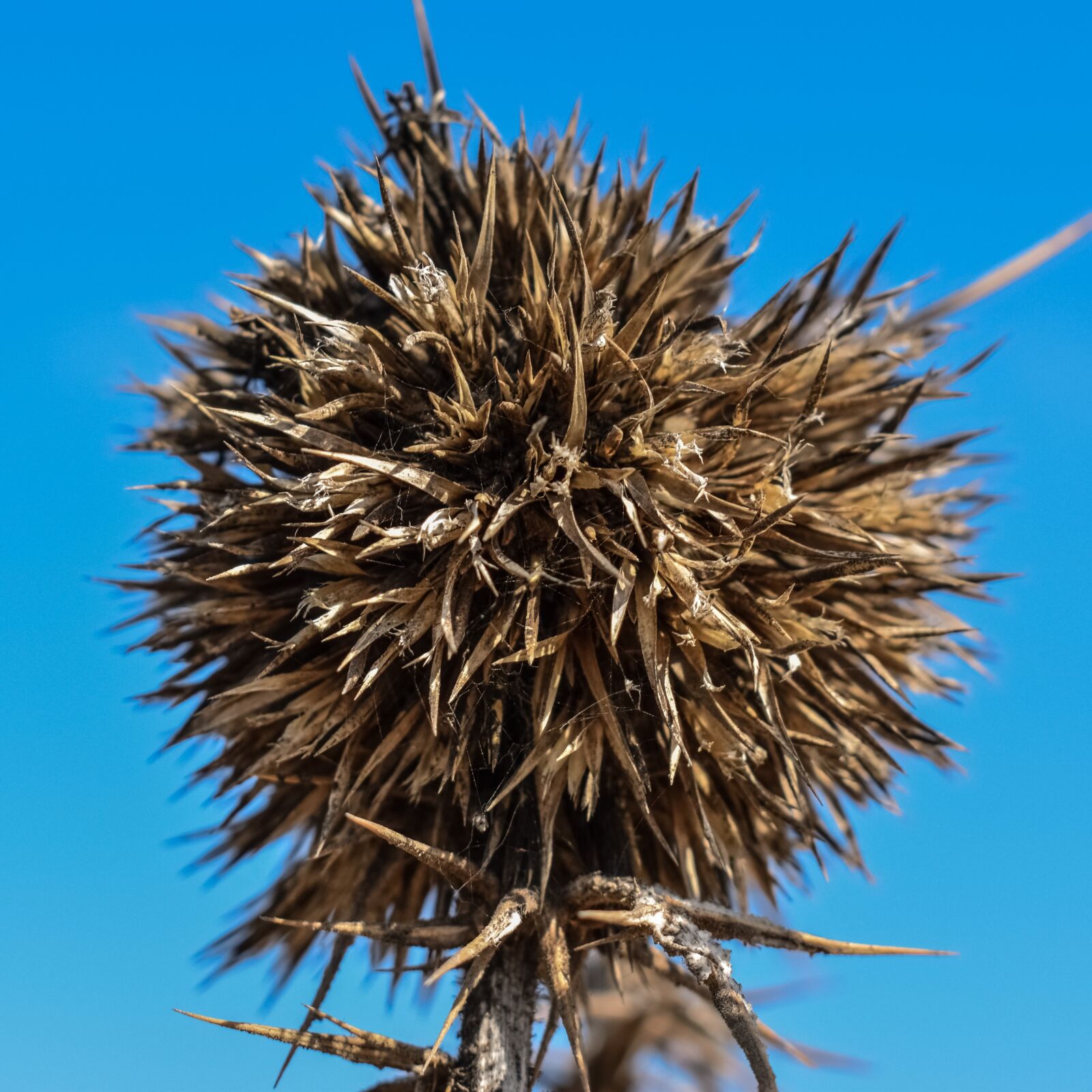 Nikon D3300 sample photo. Thistle, plant, thorns photography