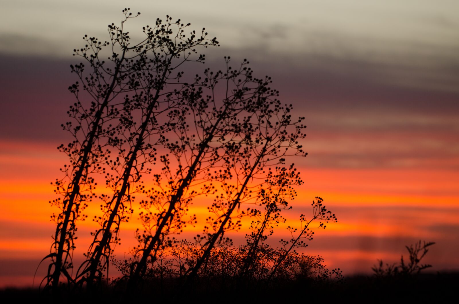 Nikon D7000 sample photo. Field, nature, espinilho photography