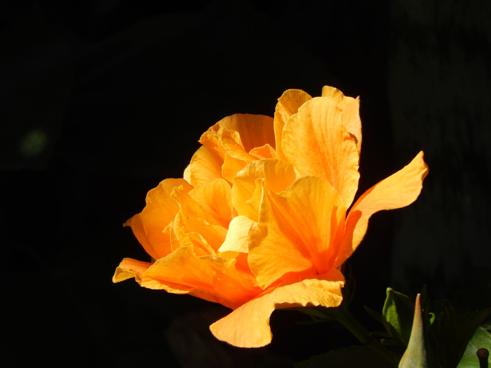 Nikon Coolpix L820 sample photo. Ibisco, orange, yellow photography