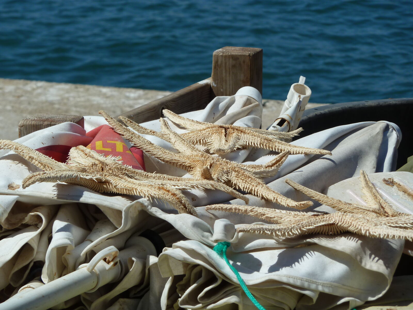Panasonic Lumix DMC-ZS7 (Lumix DMC-TZ10) sample photo. Starfish photography