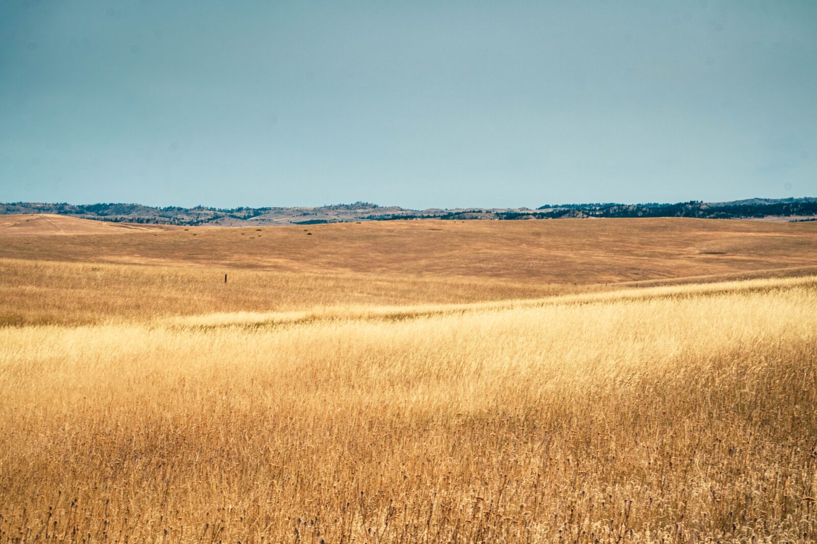 Sony E 55-210mm F4.5-6.3 OSS sample photo. Landscape, wheat, field photography