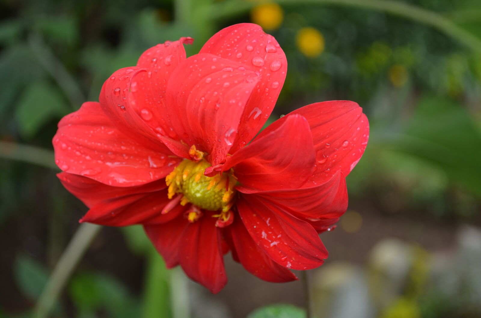 Nikon D5100 sample photo