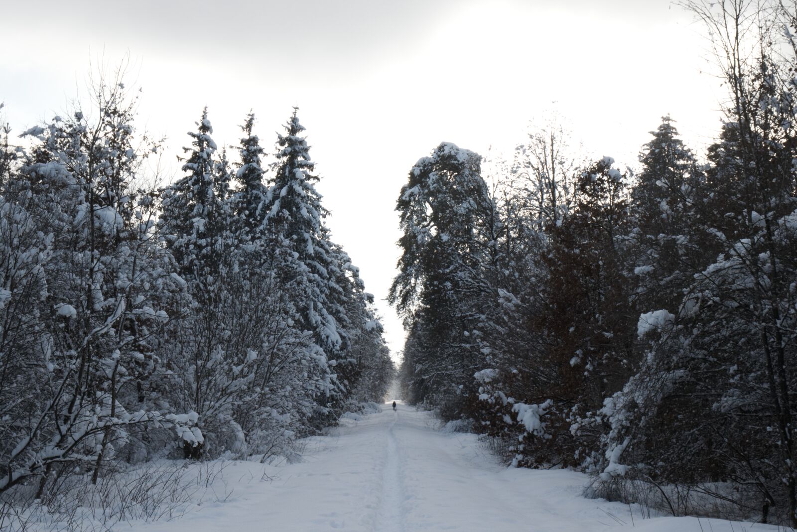 Canon EOS 800D (EOS Rebel T7i / EOS Kiss X9i) sample photo. Winter, forest, snow photography