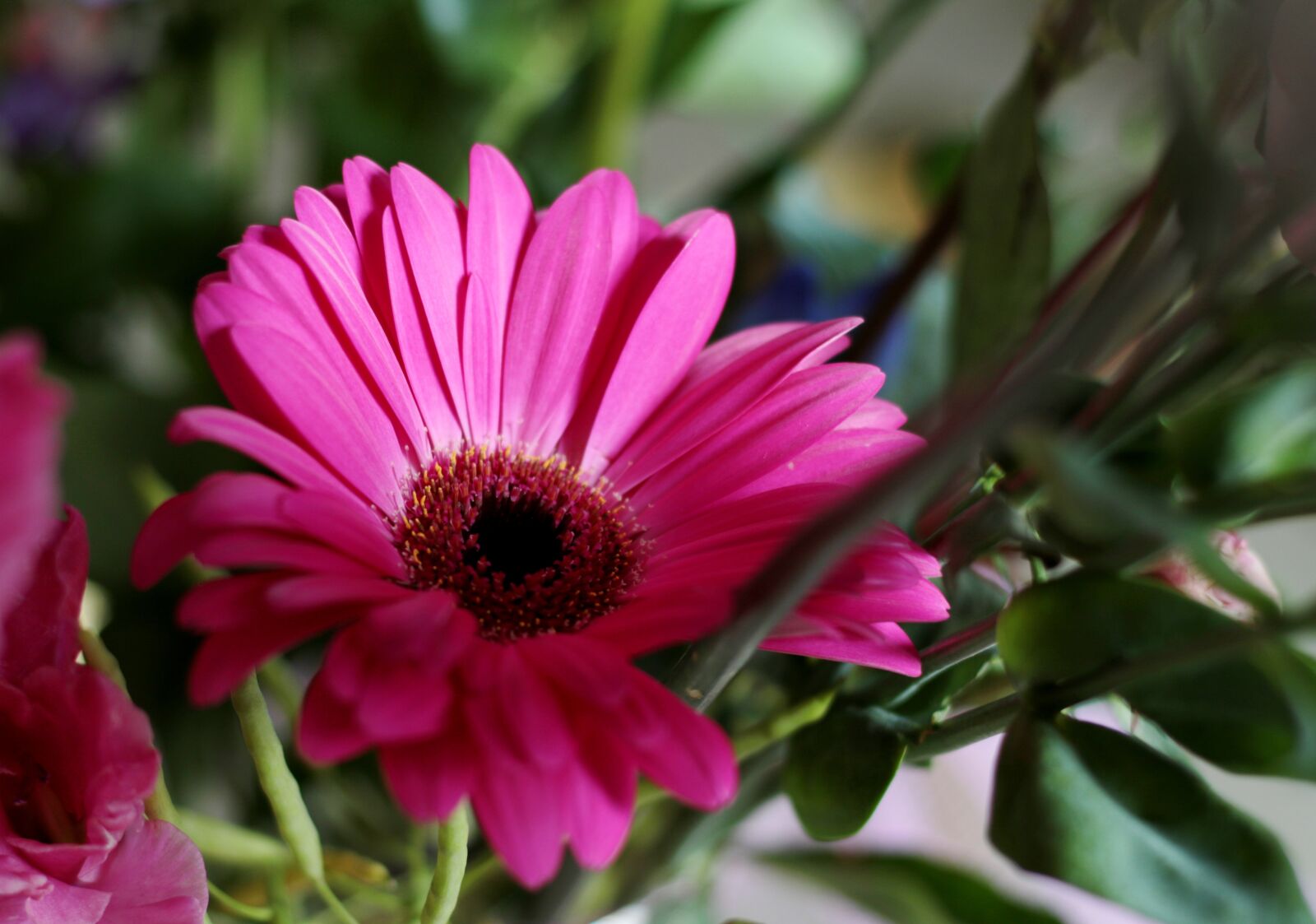 Canon EOS 7D Mark II sample photo. Gerbera, pink, flower photography