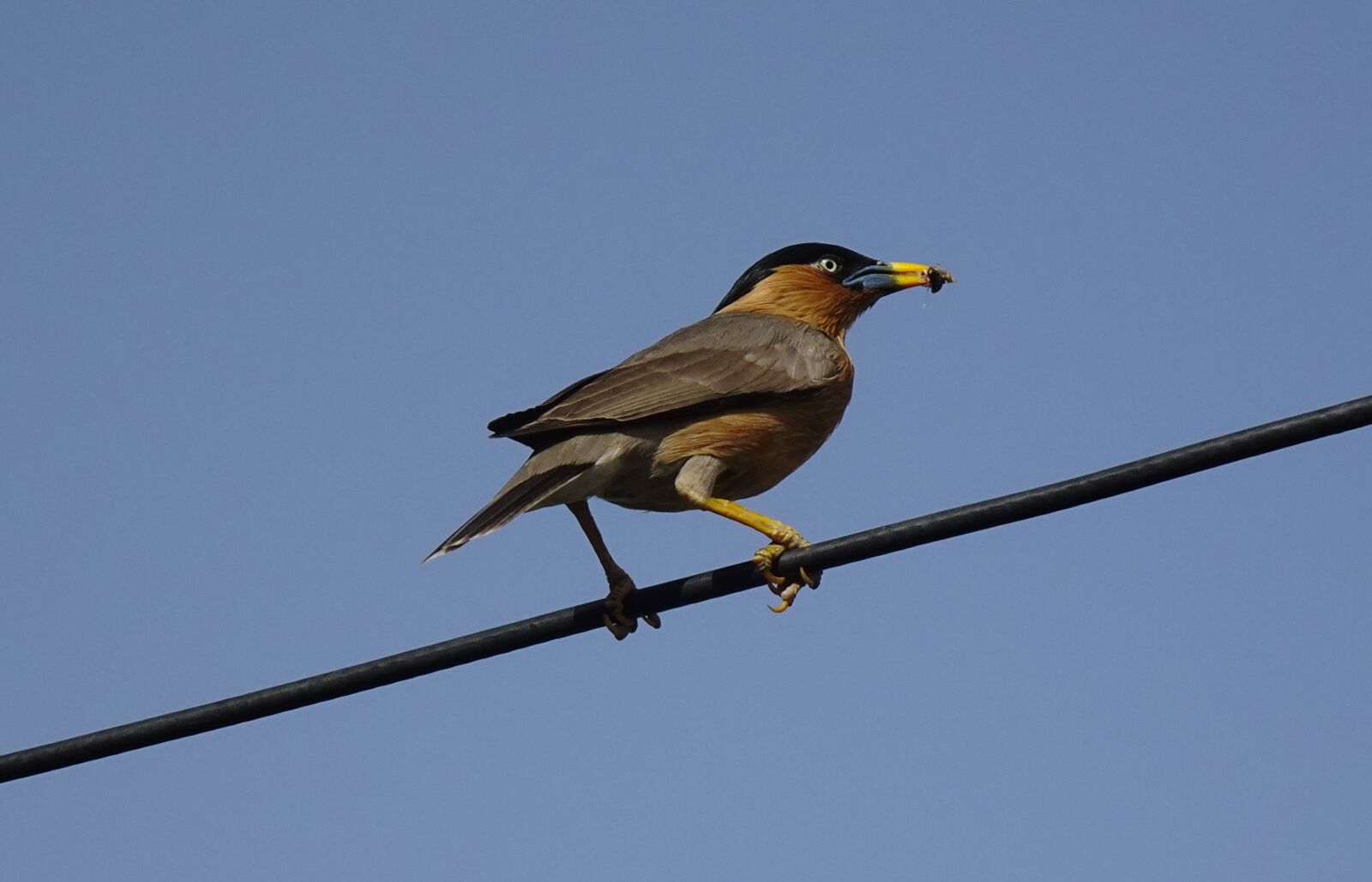 Sony DSC-WX800 sample photo. Bird, aves, brahminy myna photography