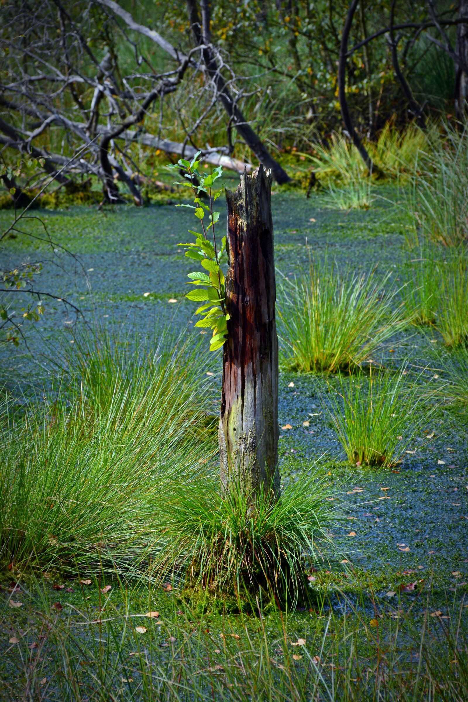 Nikon D5200 sample photo. Moor, pietz moor, tree photography