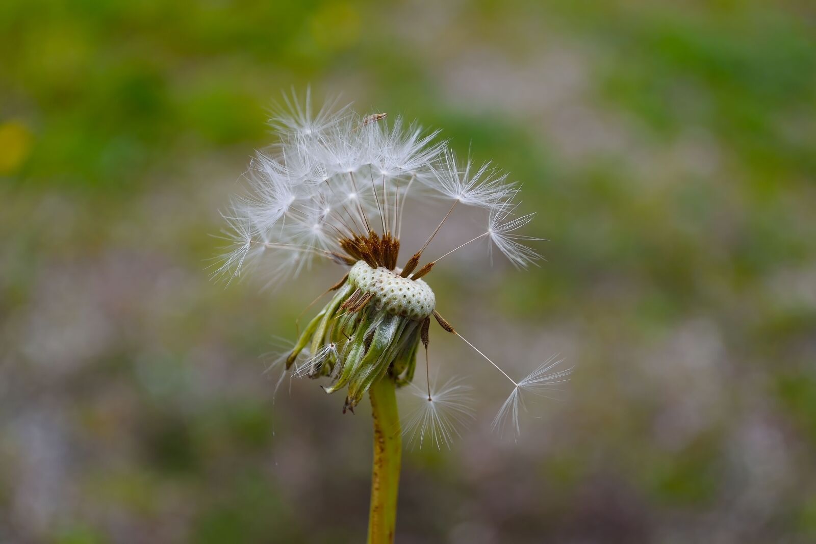 Nikon D750 sample photo. Dandelion, grassland plants, buttercup photography