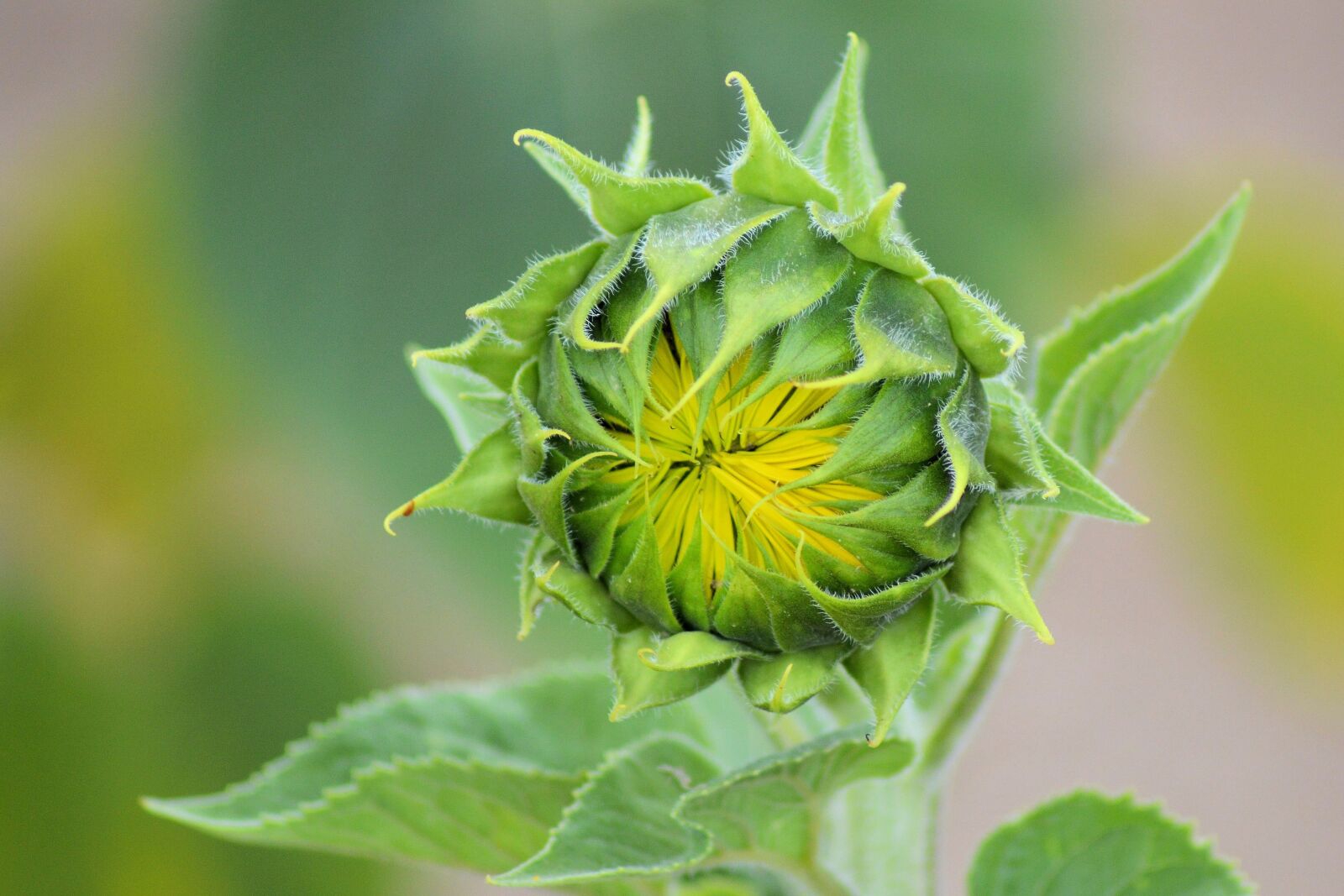 Nikon D3200 sample photo. Sunflower, bud, summer photography