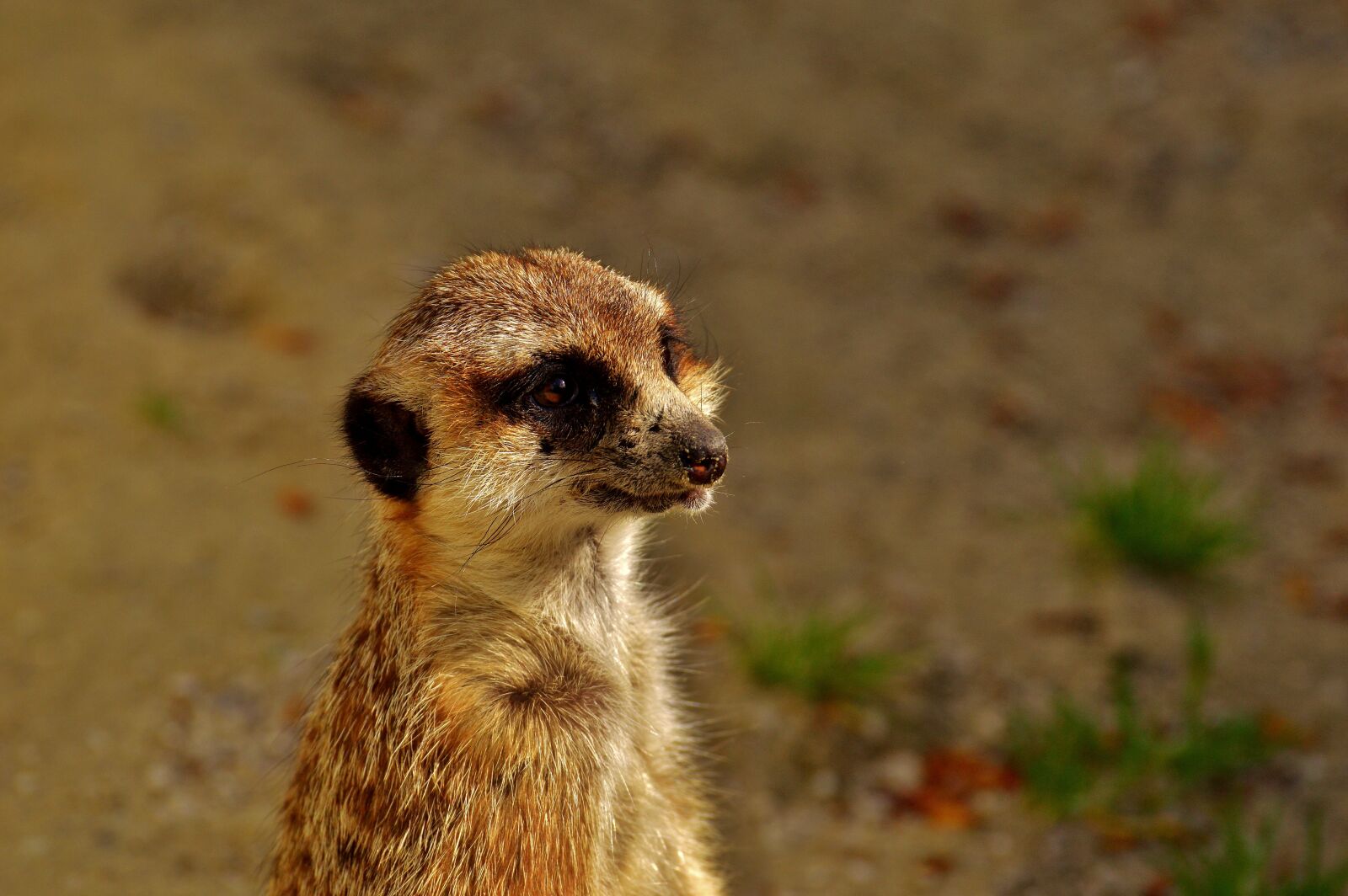 Nikon D3200 sample photo. Meerkat, cute, curious photography