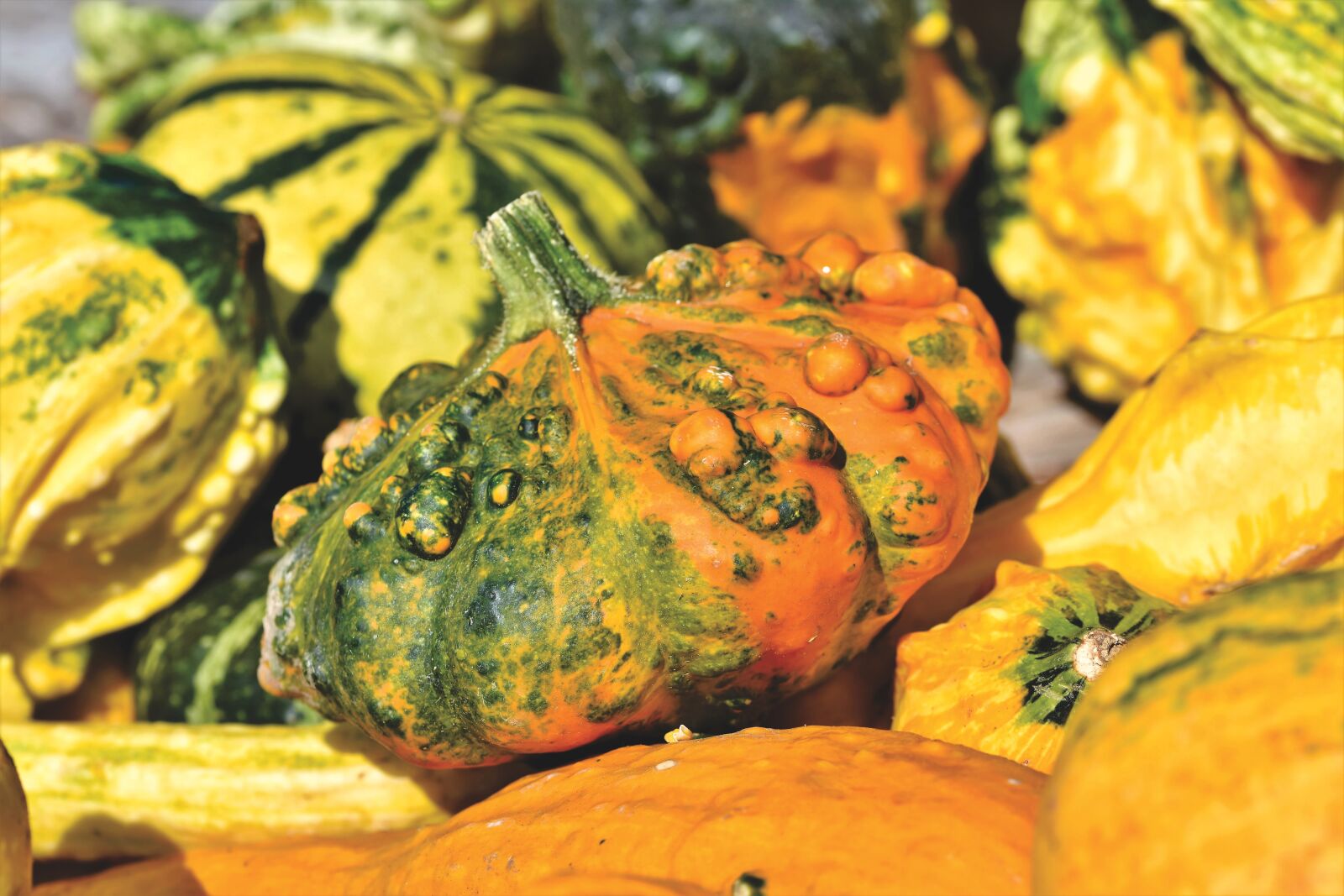 Nikon D7200 sample photo. Pumpkin, fruit, autumn photography