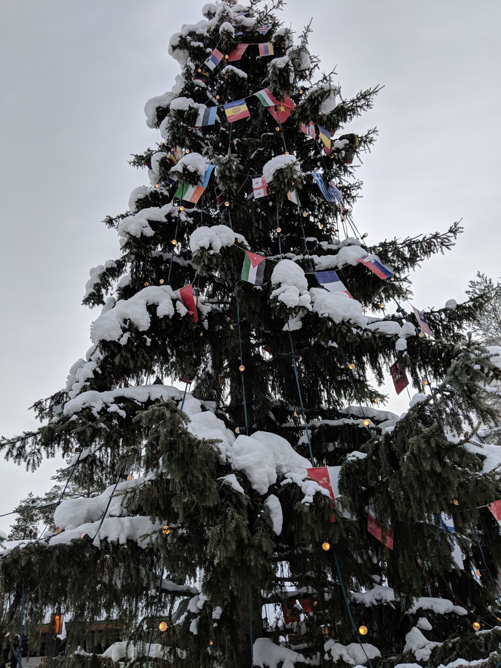 Google Pixel 2 sample photo. Winter, snow, tree photography