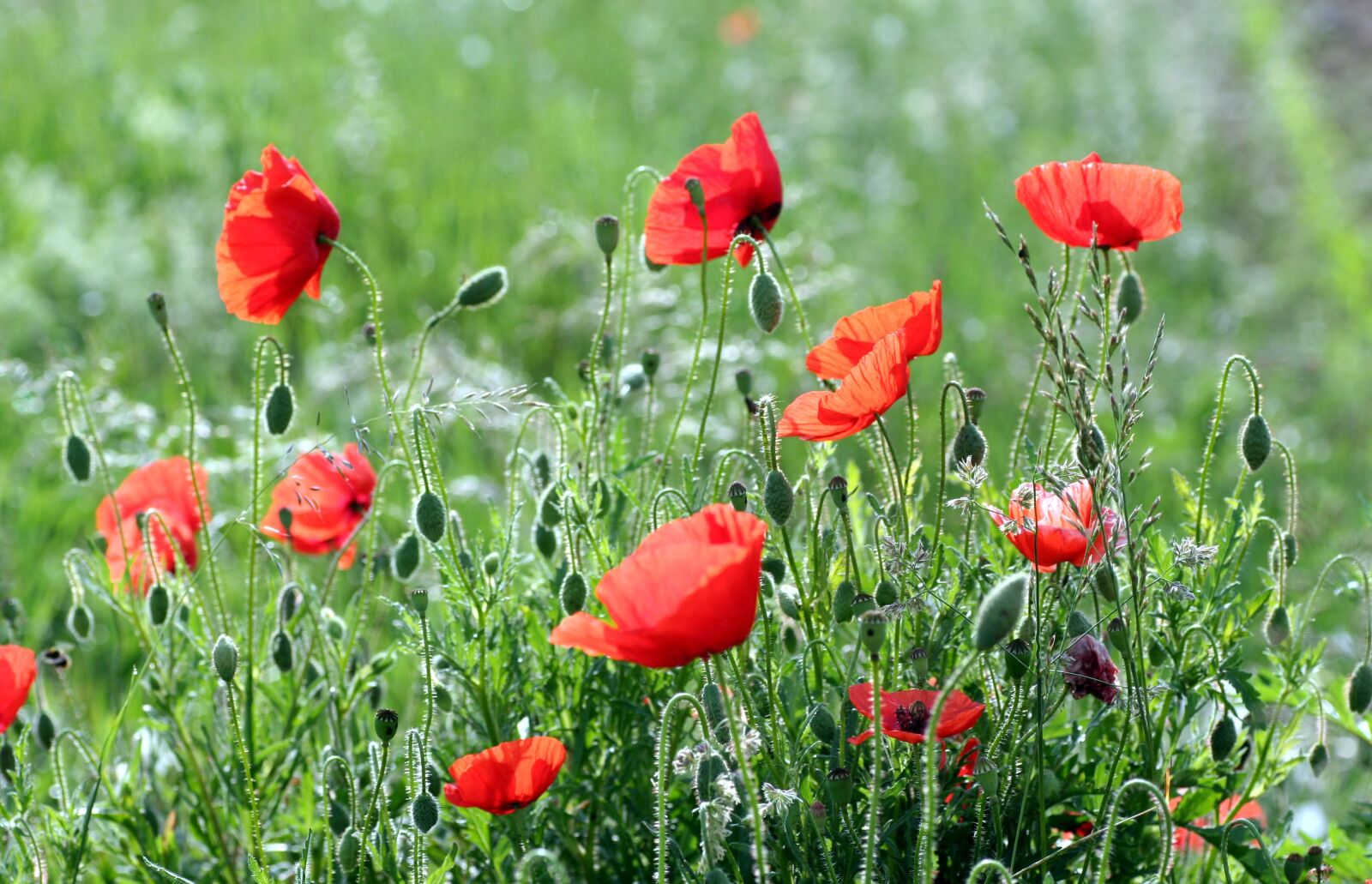 Canon EOS 350D (EOS Digital Rebel XT / EOS Kiss Digital N) sample photo. Flowers, poppies, red photography