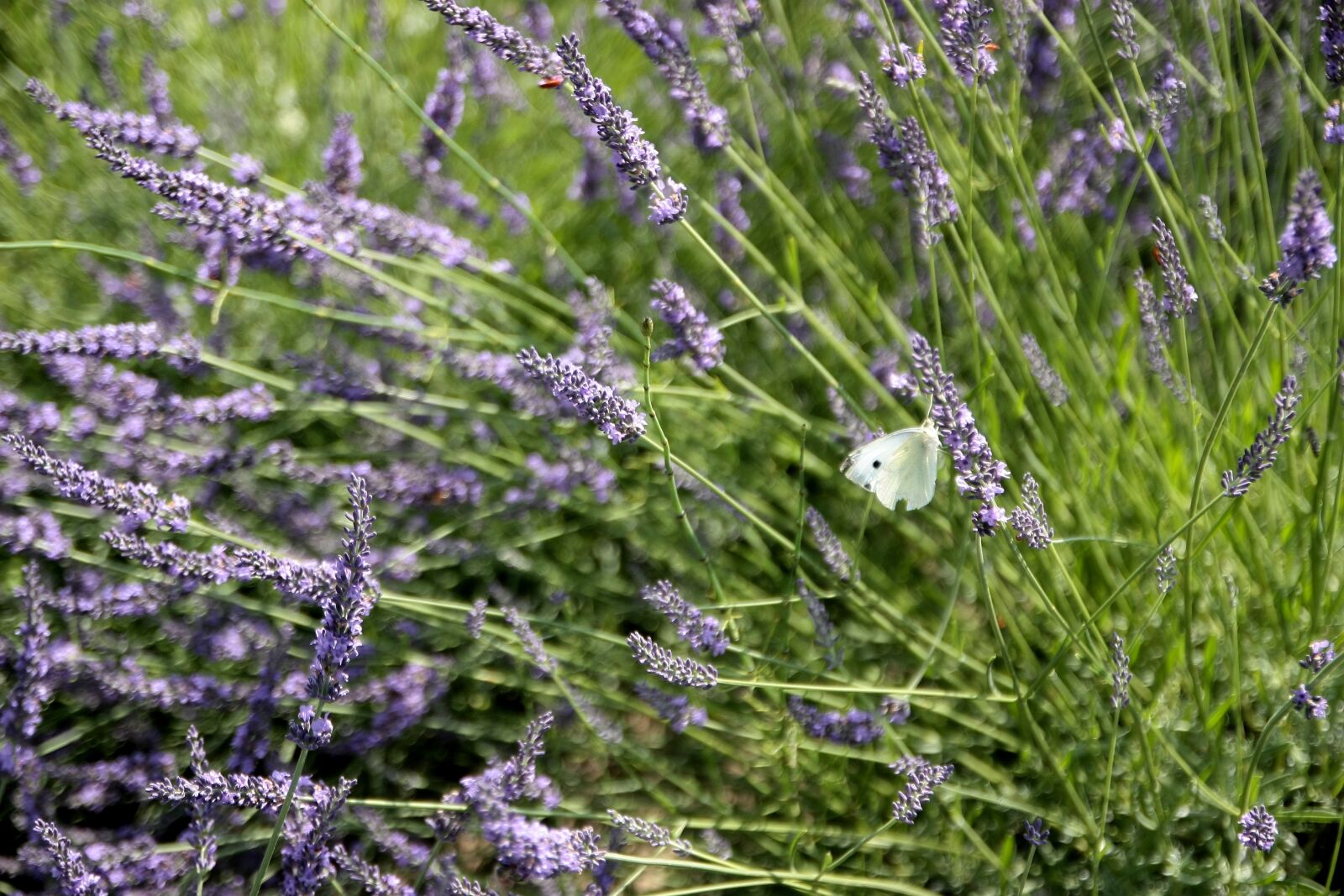 Canon EOS 450D (EOS Rebel XSi / EOS Kiss X2) sample photo. Lavender, butterfly, flowers photography