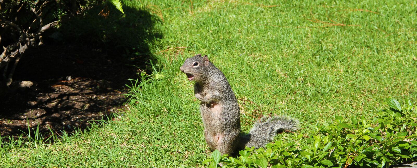 Canon EOS 550D (EOS Rebel T2i / EOS Kiss X4) sample photo. Squirrel, animals, animal photography