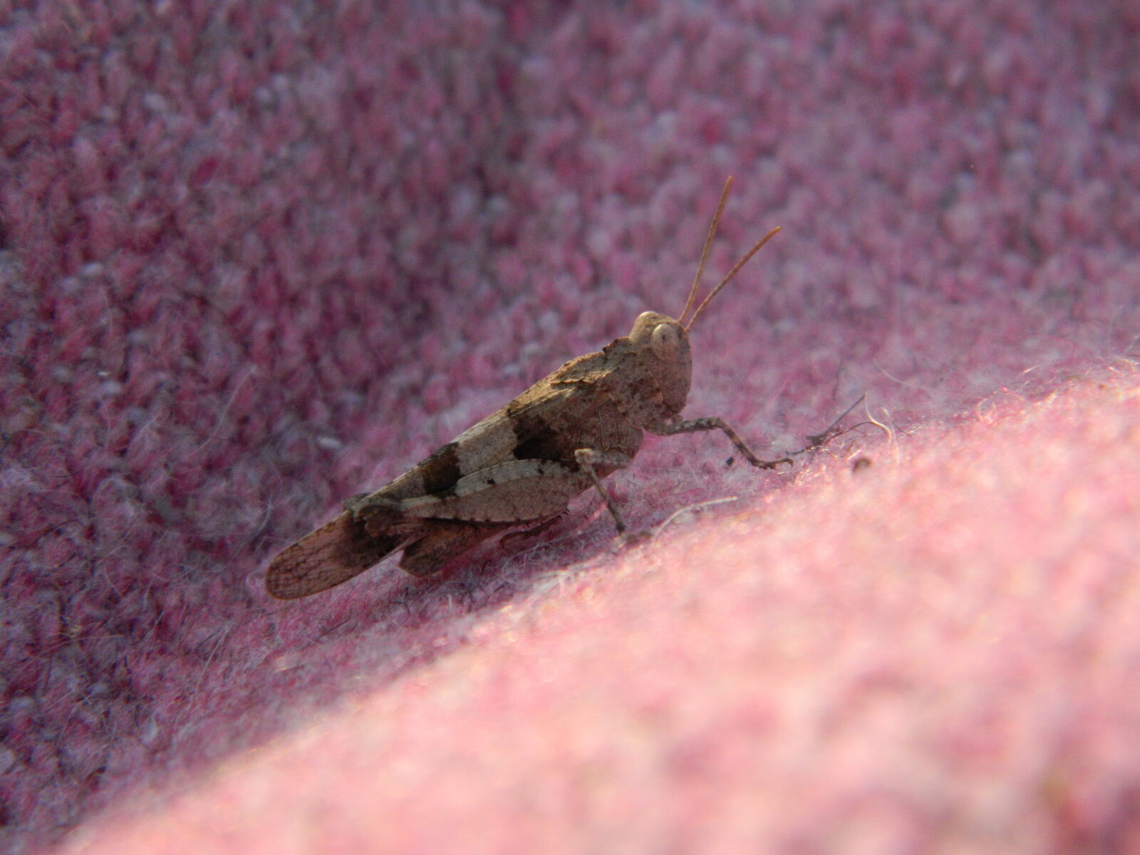 Nikon COOLPIX L310 sample photo