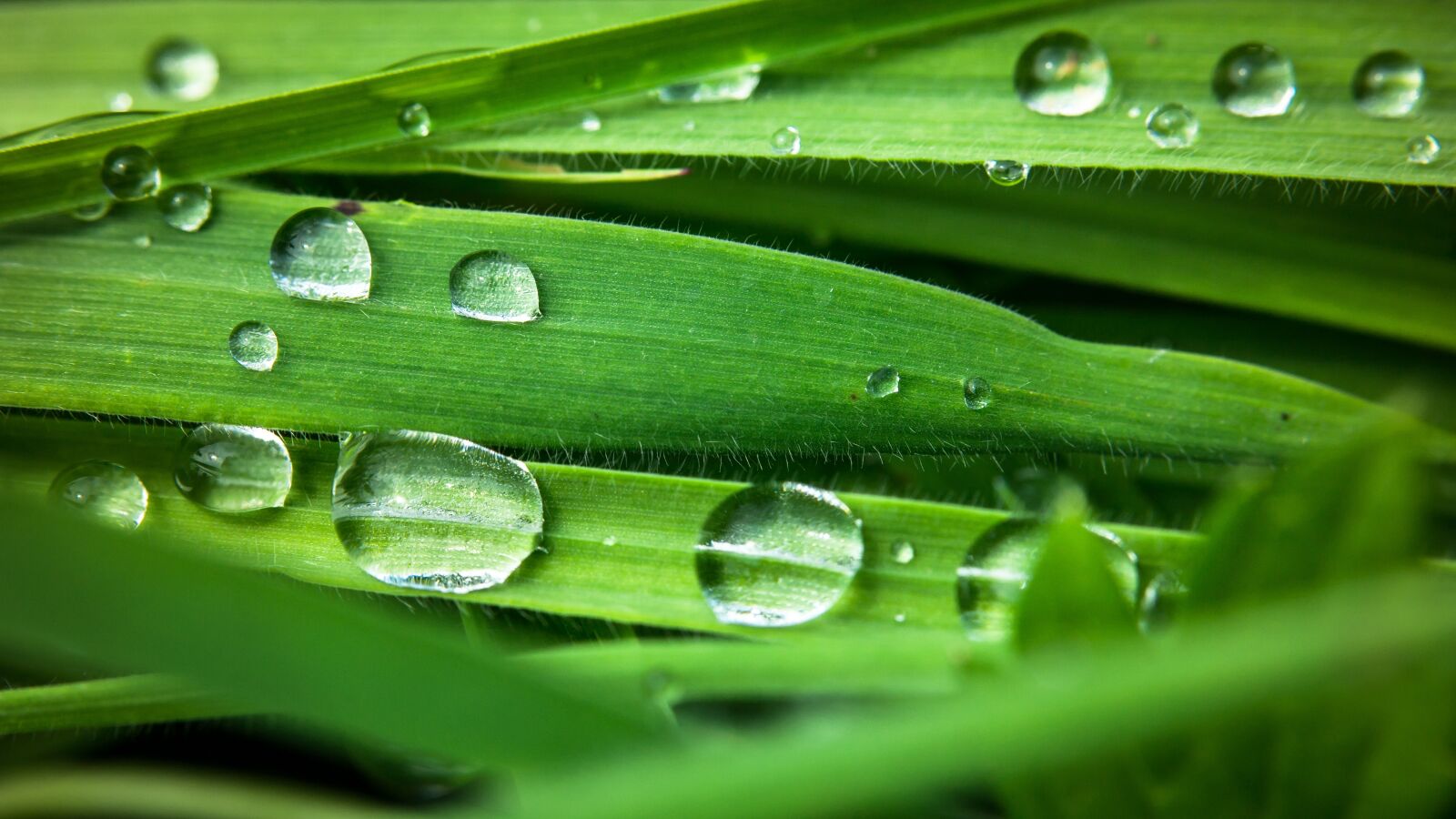 Samsung NX300M sample photo. Drop of water, raindrop photography