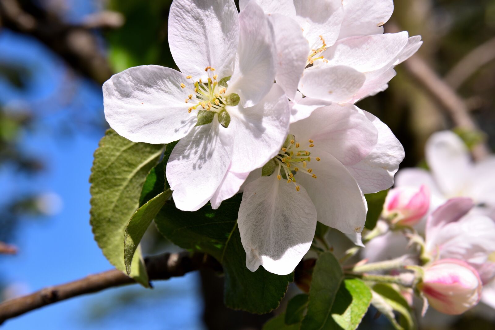 Nikon D5500 sample photo. Apple tree blossom, blossom photography