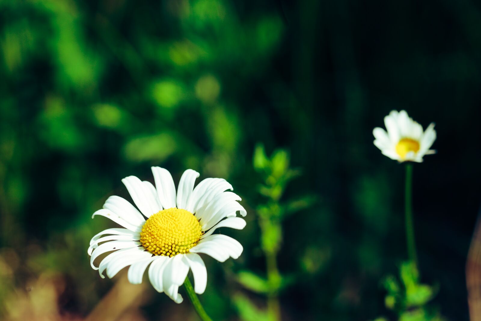 Canon EOS R + Canon EF 100mm F2.8L Macro IS USM sample photo. Daisy, flower, blossom photography