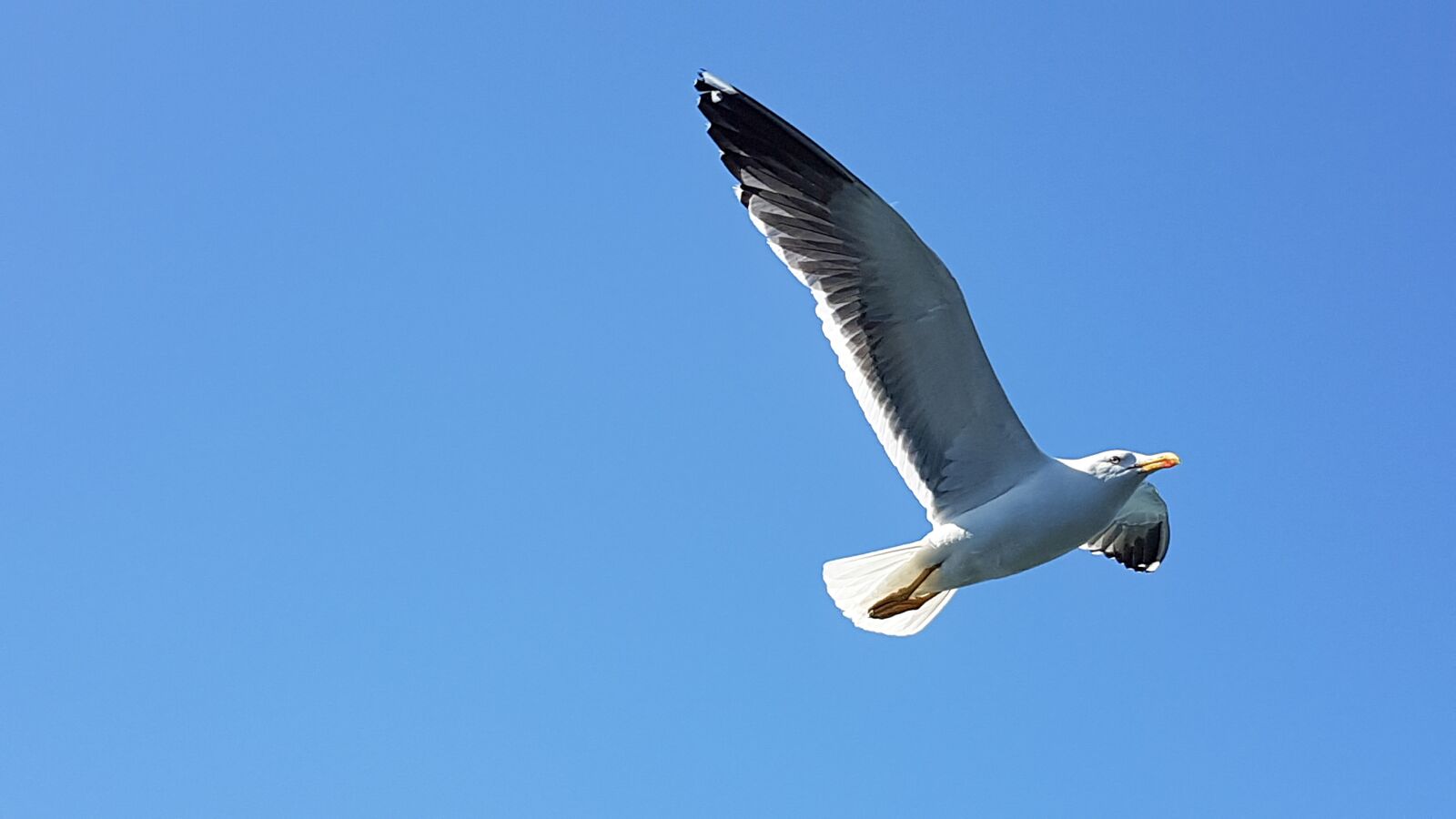 Samsung Galaxy S7 Edge sample photo. Seagull, sky, blue photography