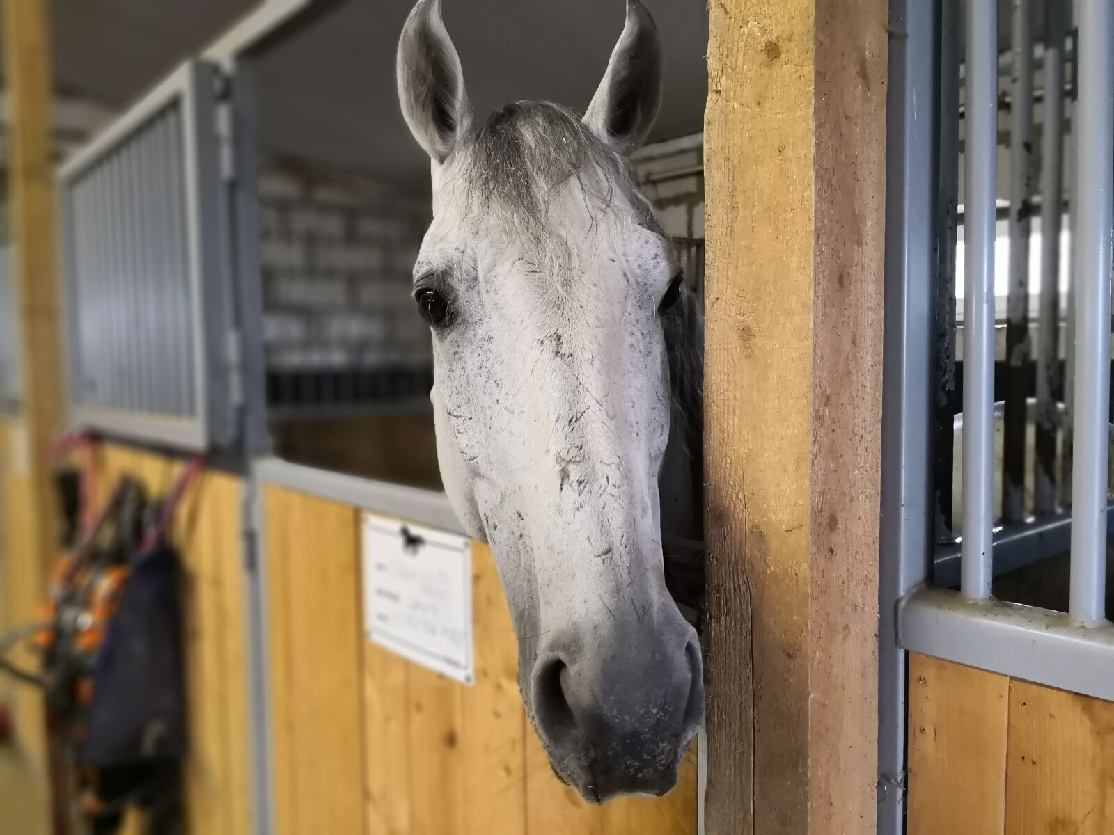 HUAWEI Mate 10 sample photo. Horse, stall, animals photography