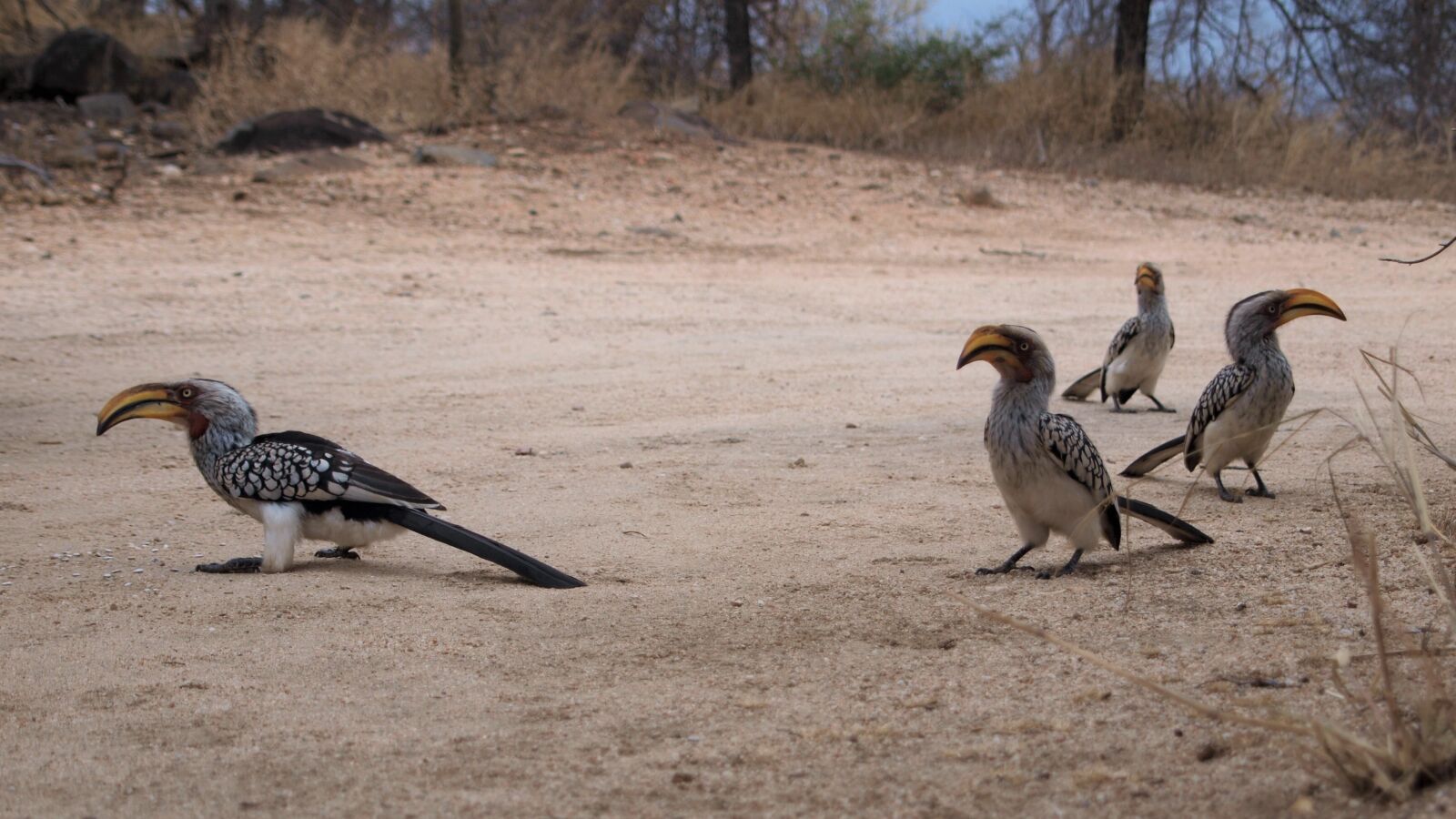 Olympus E-420 (EVOLT E-420) sample photo. Toko, yellow-billed hornbill, africa photography