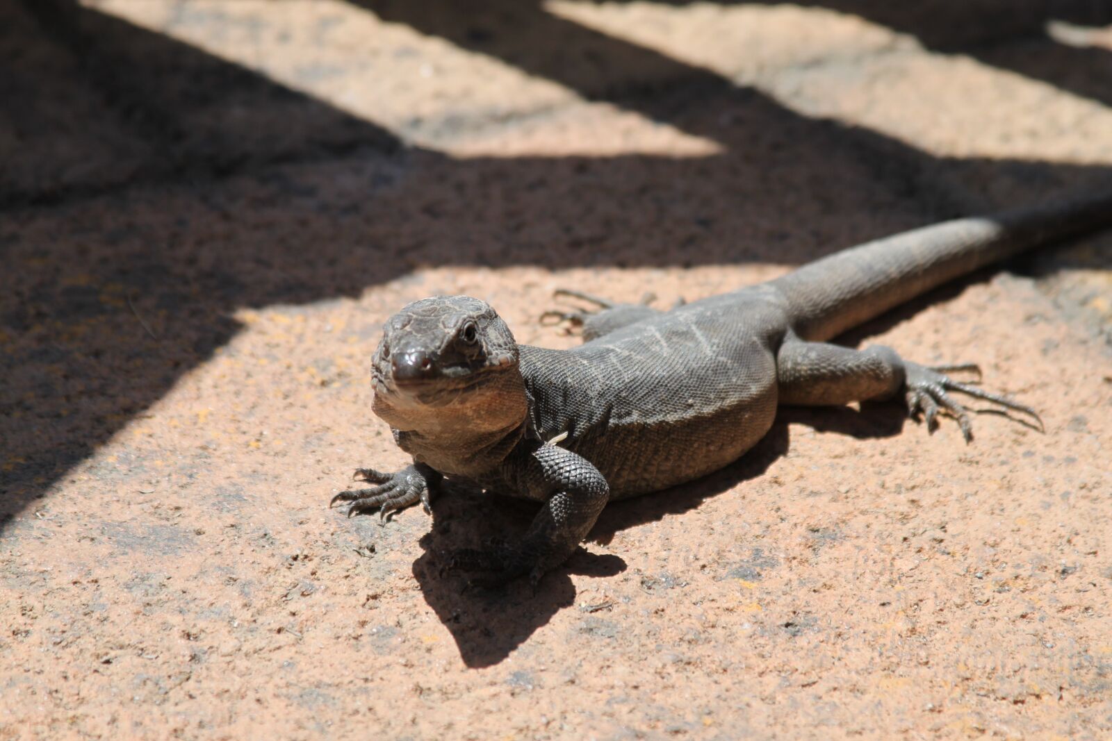 Canon EOS 500D (EOS Rebel T1i / EOS Kiss X3) sample photo. The lizard, rock, stone photography