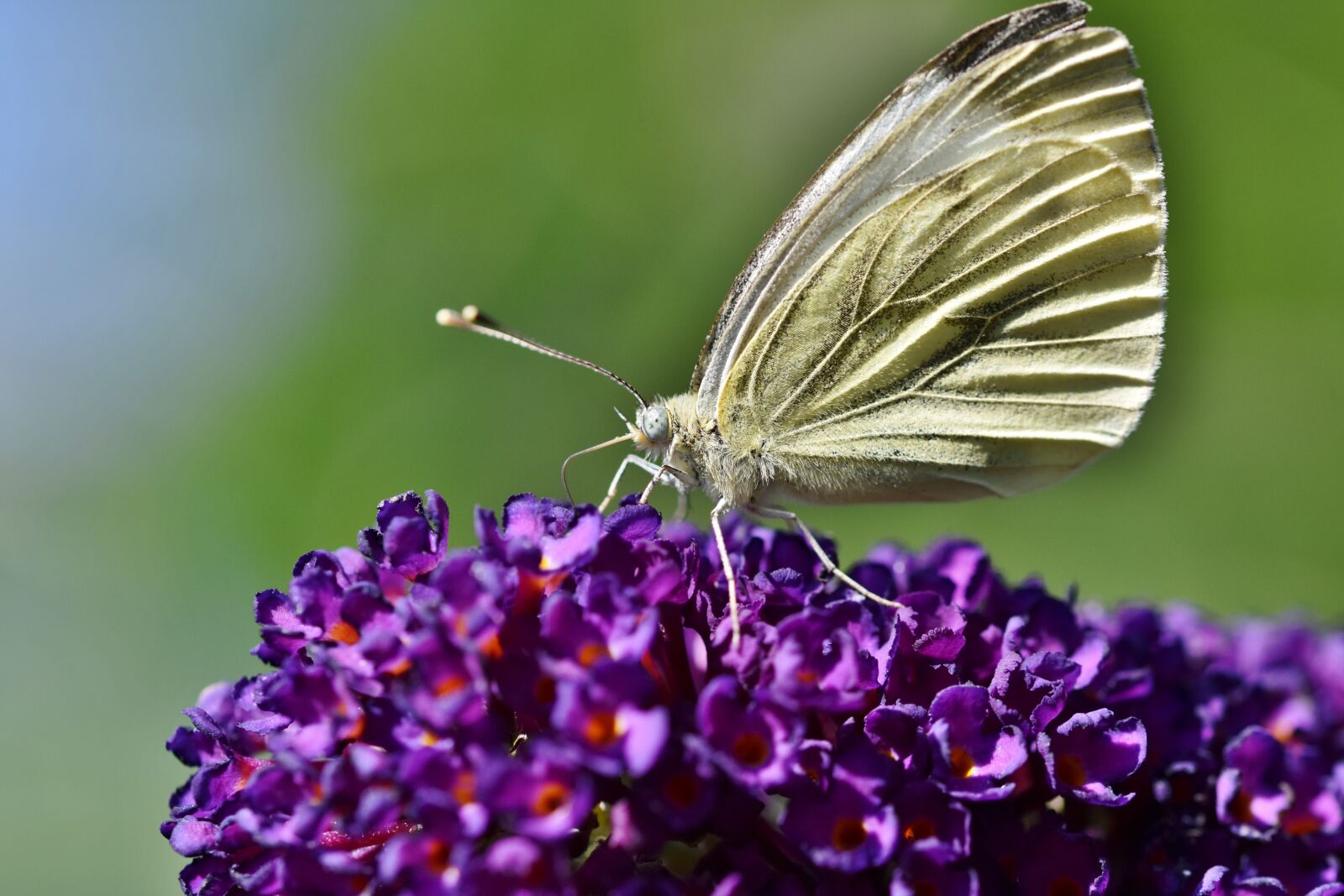 Nikon D7200 sample photo