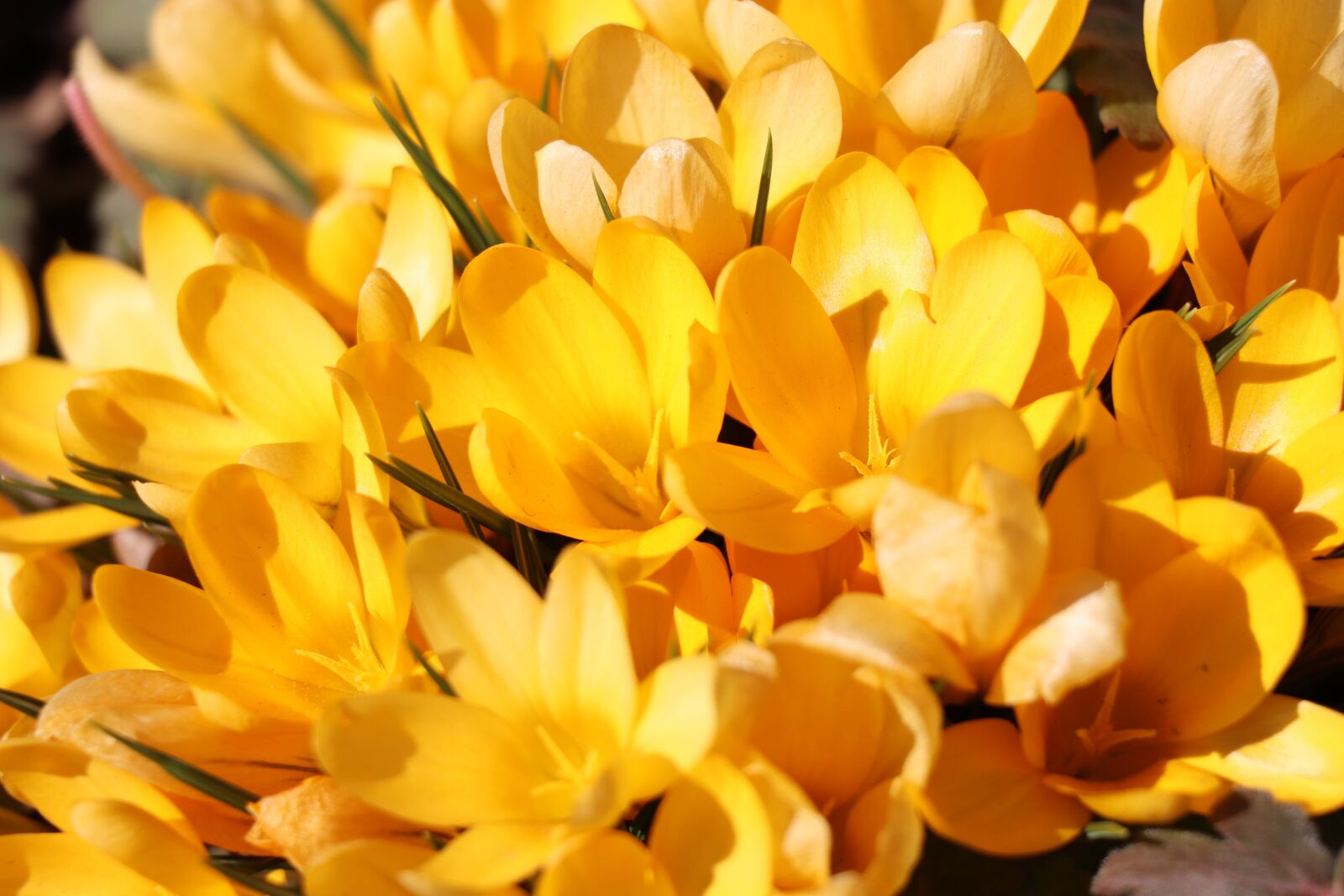Canon EOS 77D (EOS 9000D / EOS 770D) sample photo. Crocuses, spring, yellow photography