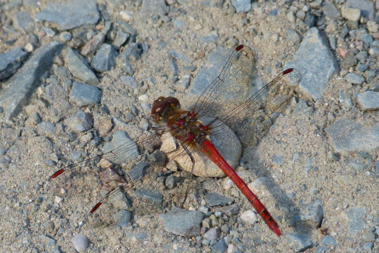 Leica V-Lux 2 sample photo. Dragonfly, red dragonfly, stones photography